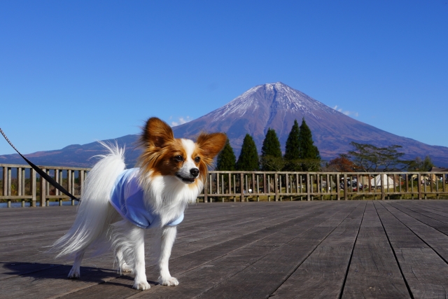 富士山と犬