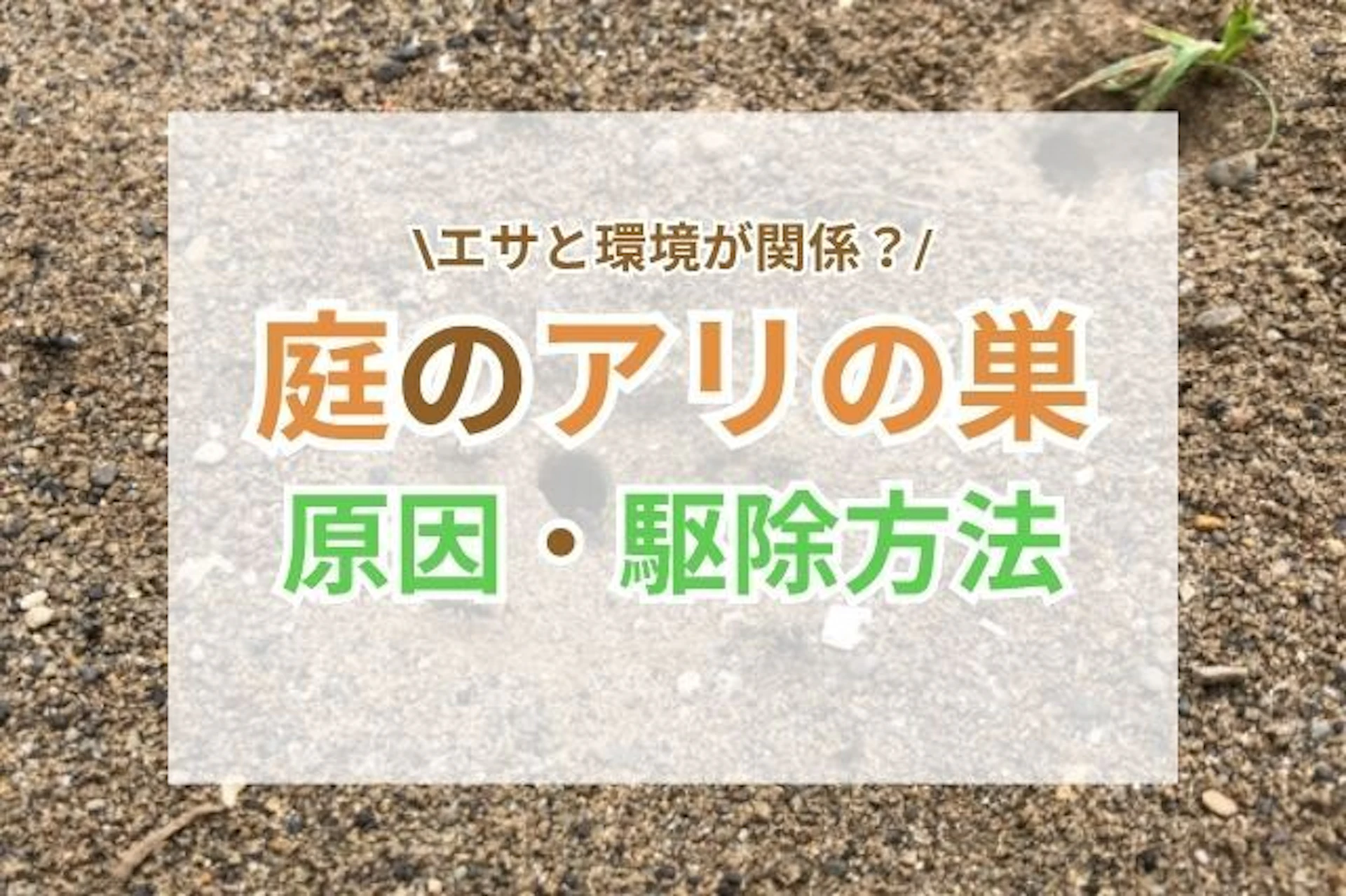 サムネイル：庭のアリの巣を駆除したい！原因と応急処置・再発防止策