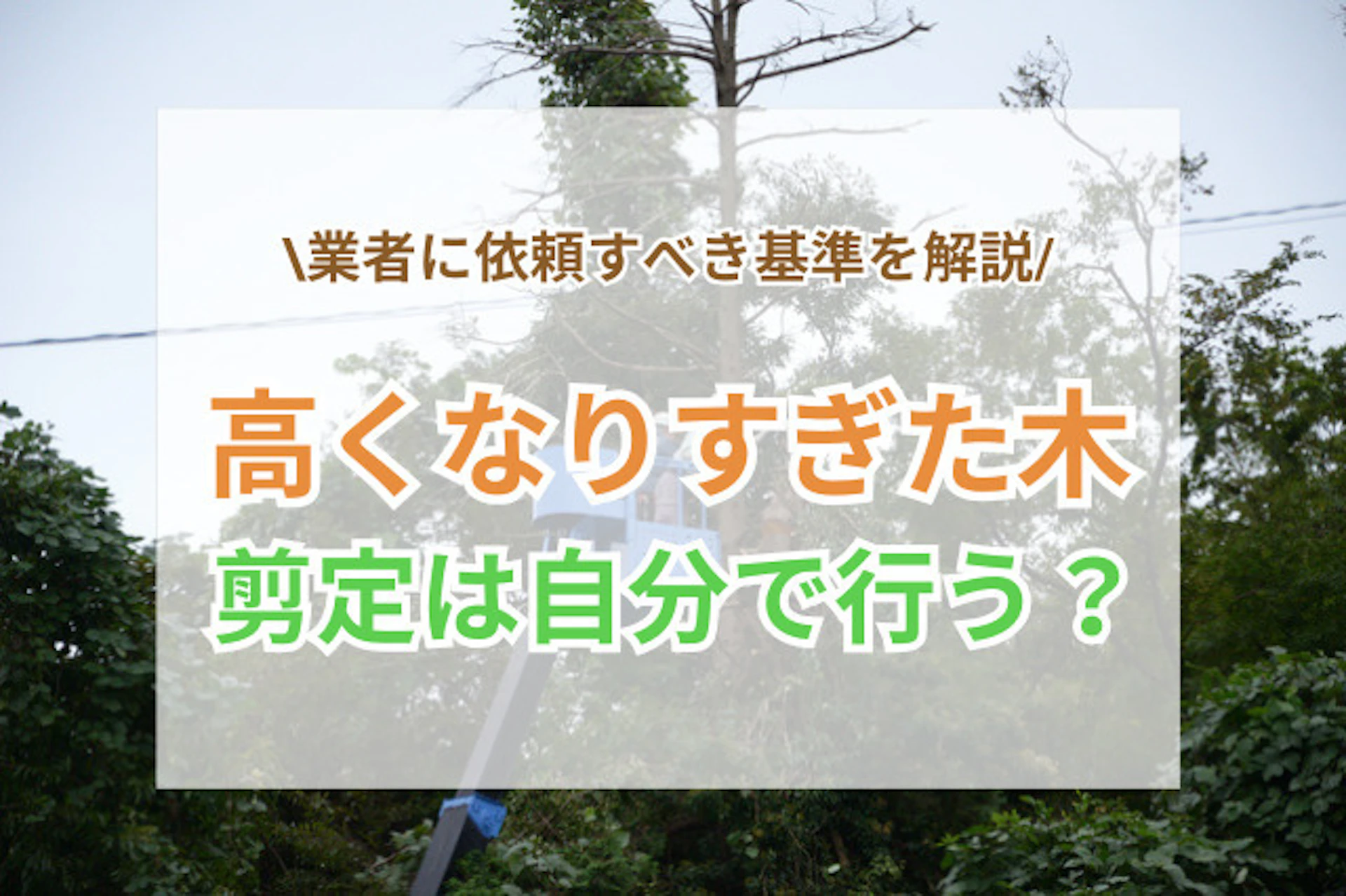 高くなりすぎた木を剪定｜自分で行う場合・業者に依頼する場合の基準を解説