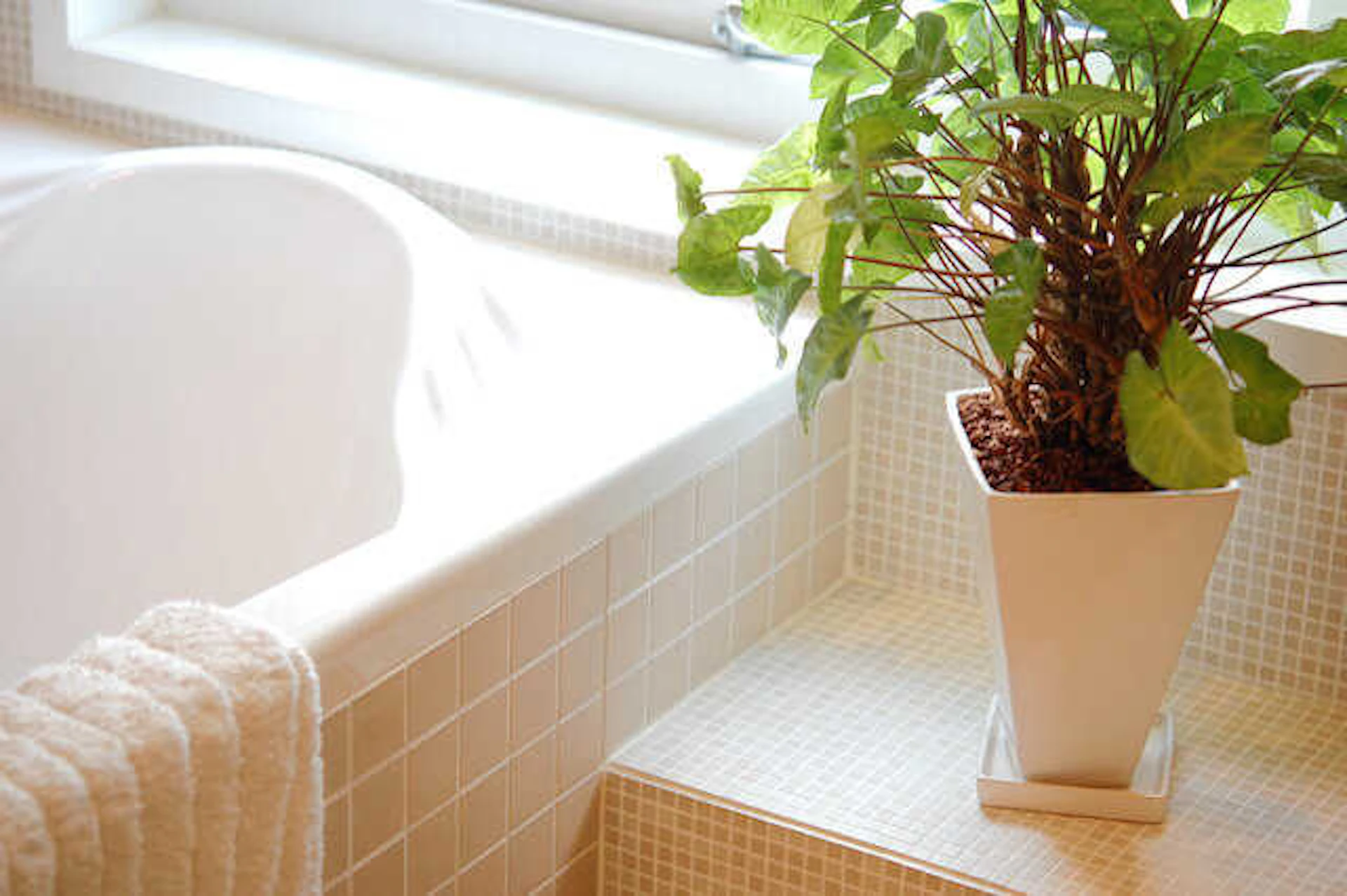 観葉植物を置いてみる