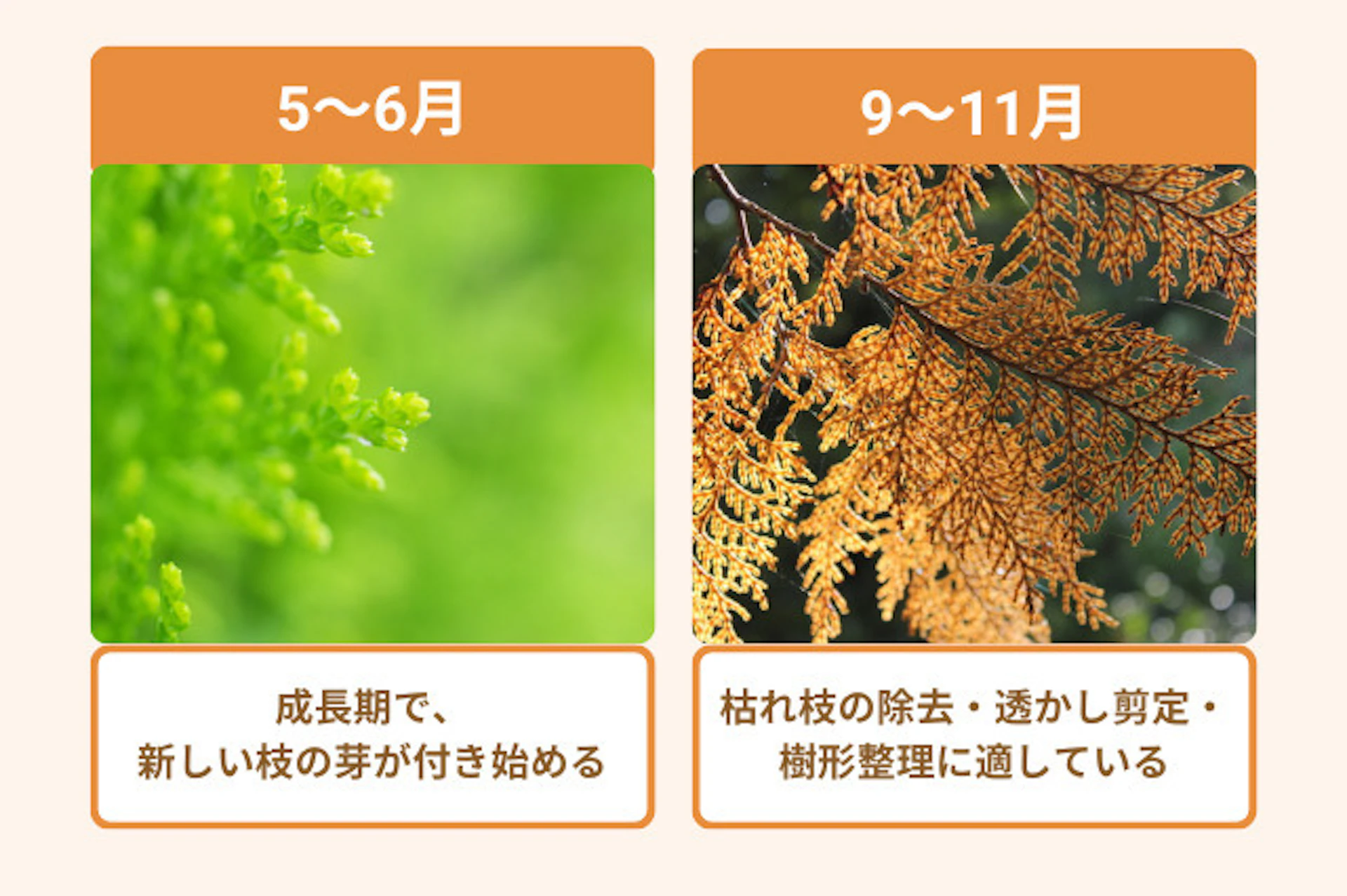 ヒバ剪定に適した時期は年に2回