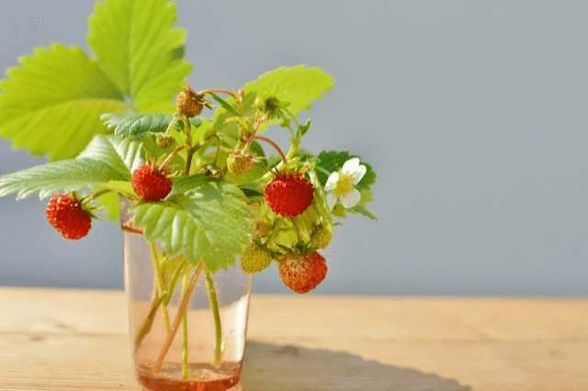 おすすめハーブ6. ワイルドストロベリー