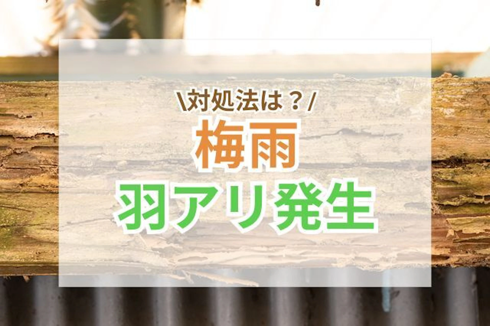 サムネイル:梅雨に羽アリが発生する理由|発見したときの対処法