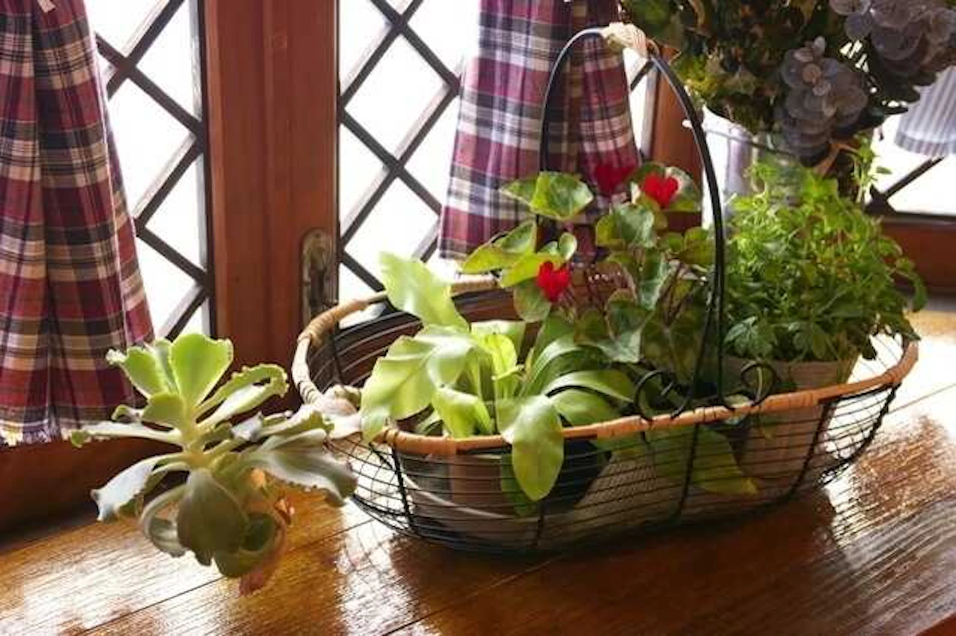 観葉植物を飾る