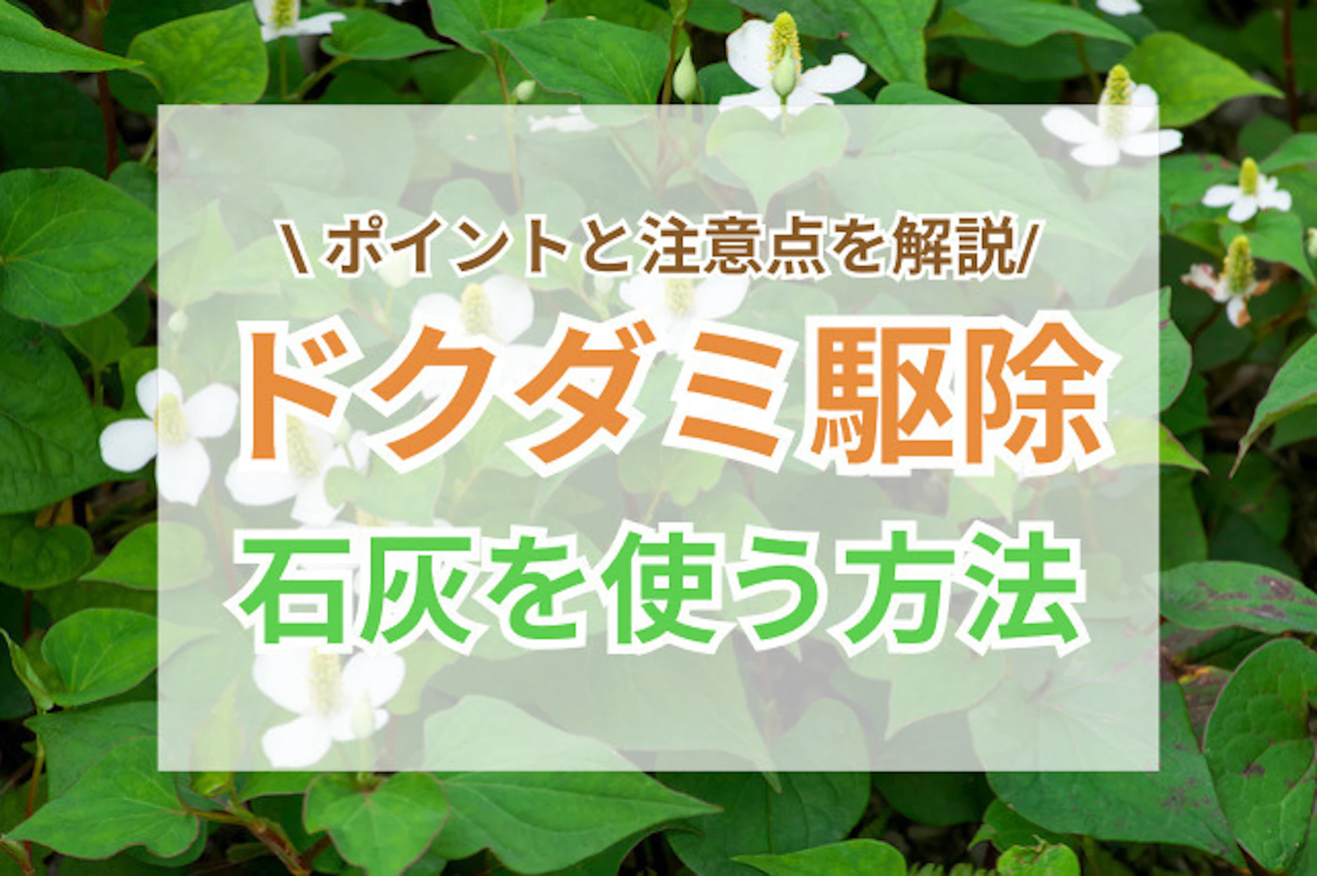 サムネイル：ドクダミ駆除に石灰を使う際のポイントと注意点