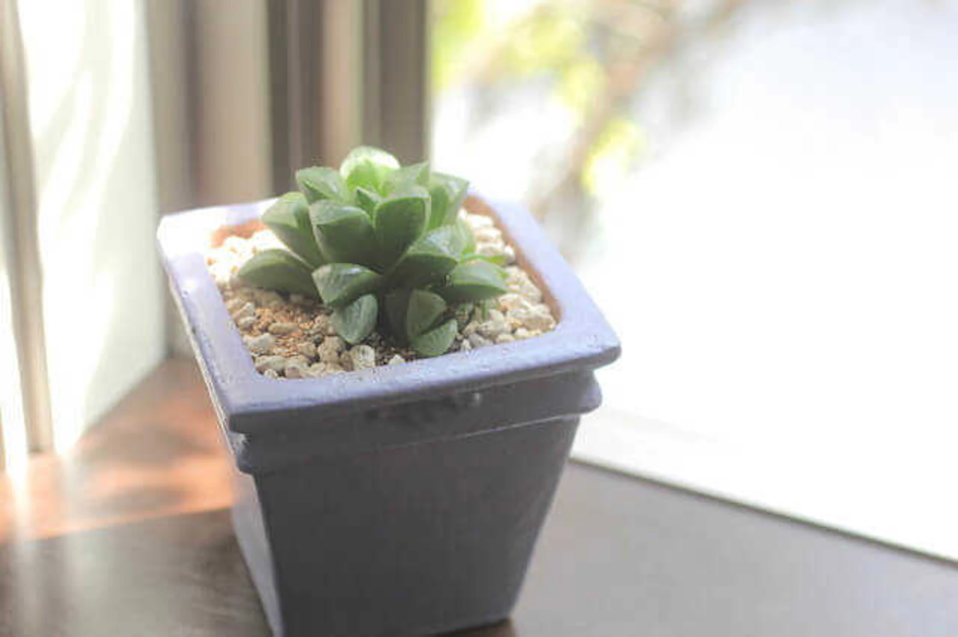 観葉植物を飾る