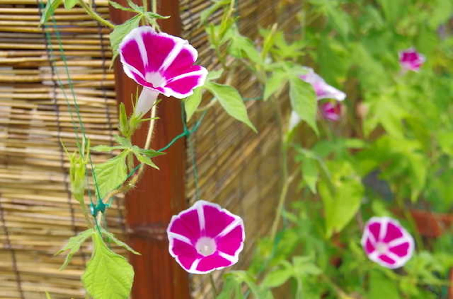 サムネイル:緑のカーテンに使用できる植物は?