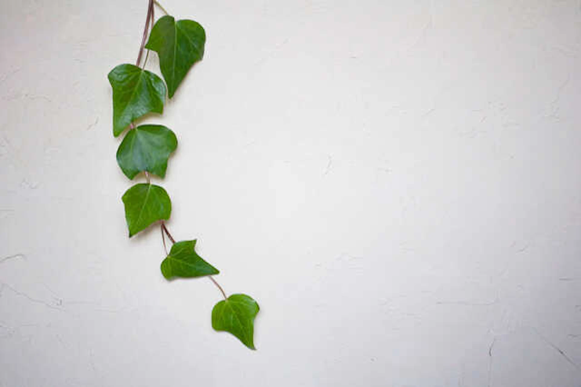 塗り壁風の壁面