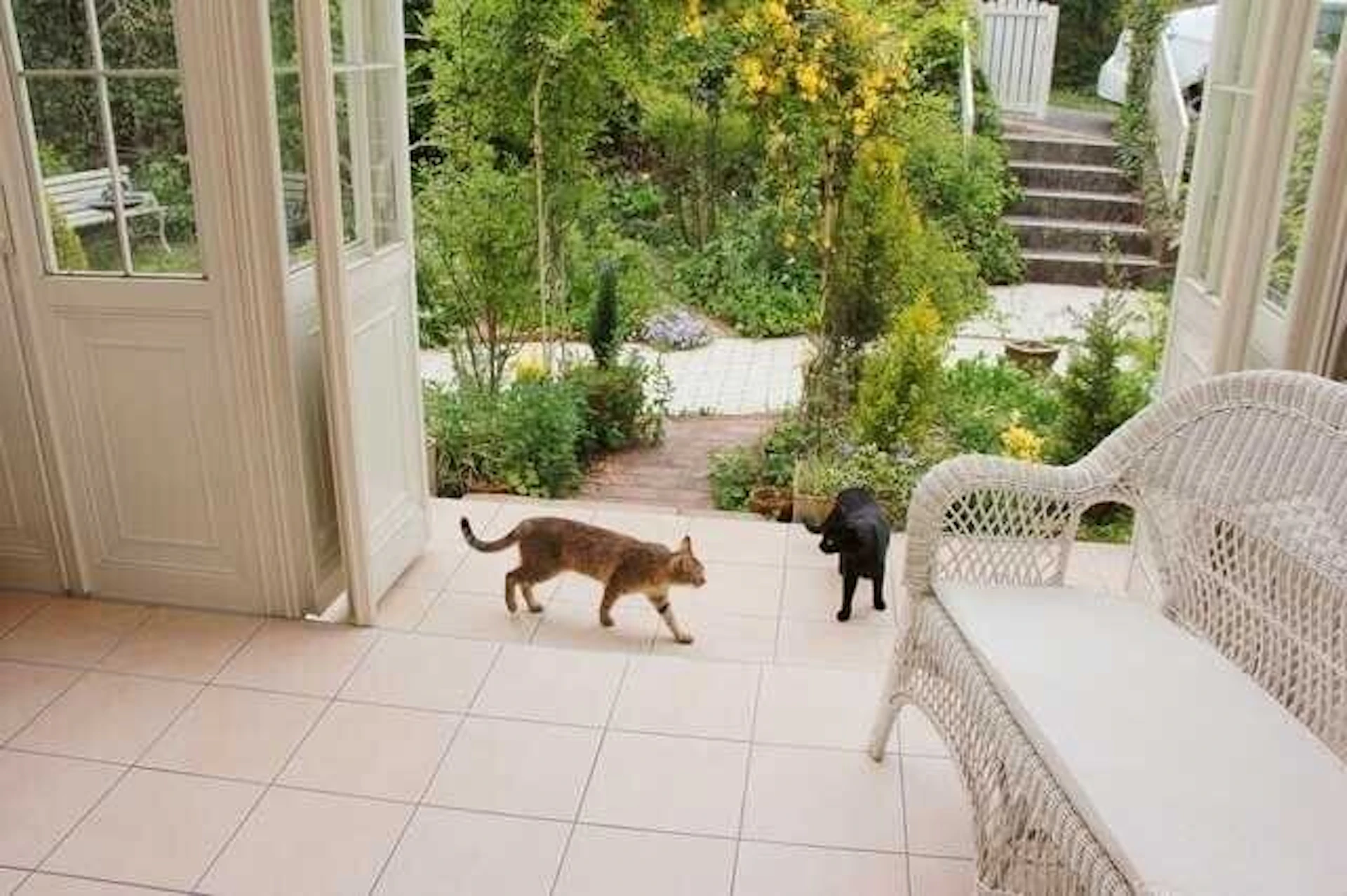 ベージュ系のタイル床と白い調度品でそろえられたサンルームに猫が2匹いる。庭へとつながる扉は開け放たれている。