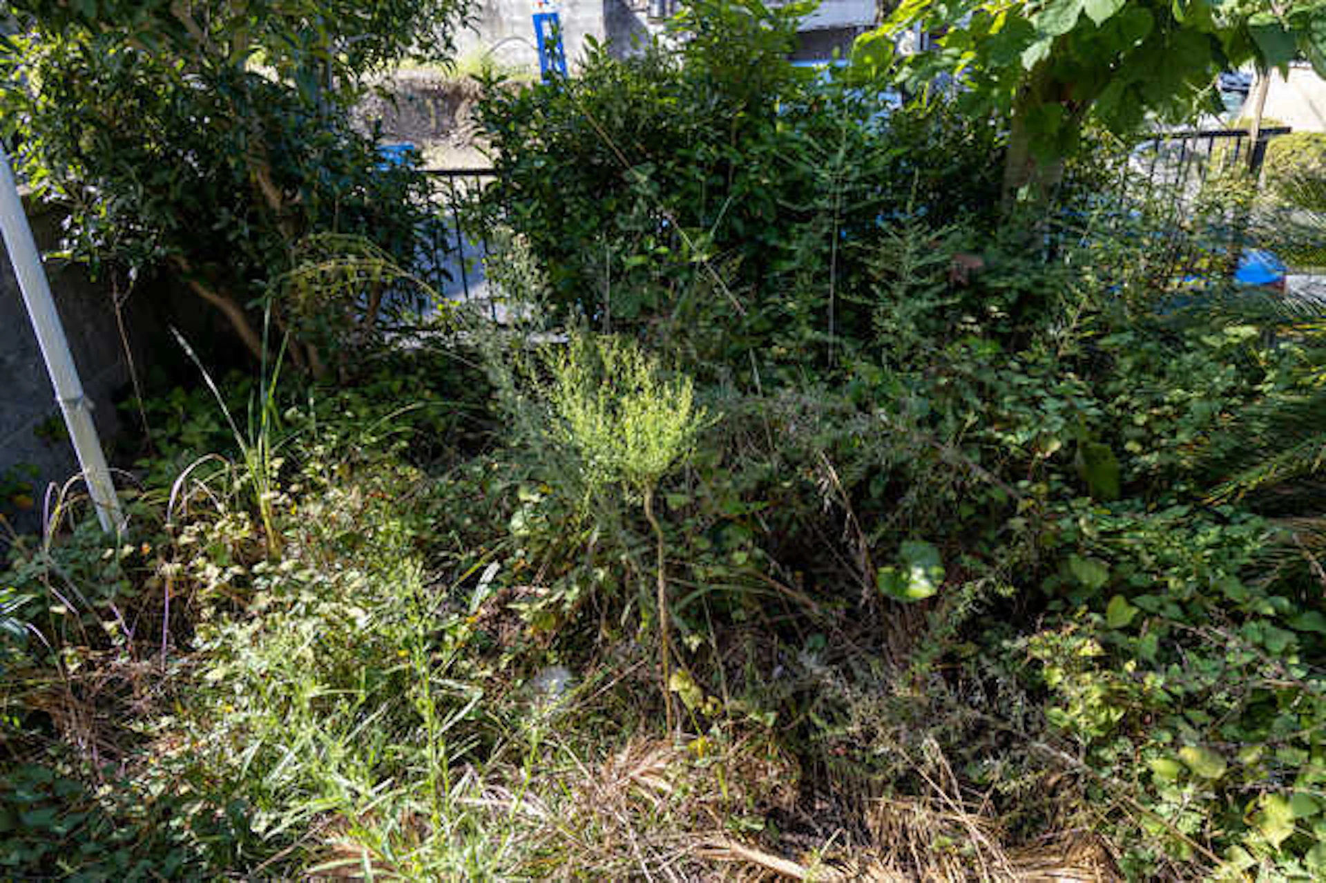 庭木や庭石の撤去