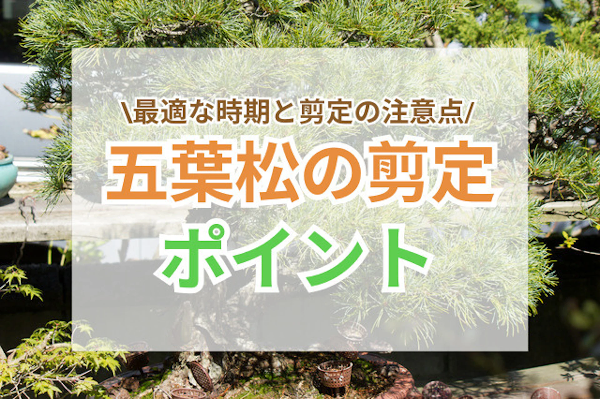 サムネイル:五葉松の剪定ポイント|形を保ち健康に育てるために