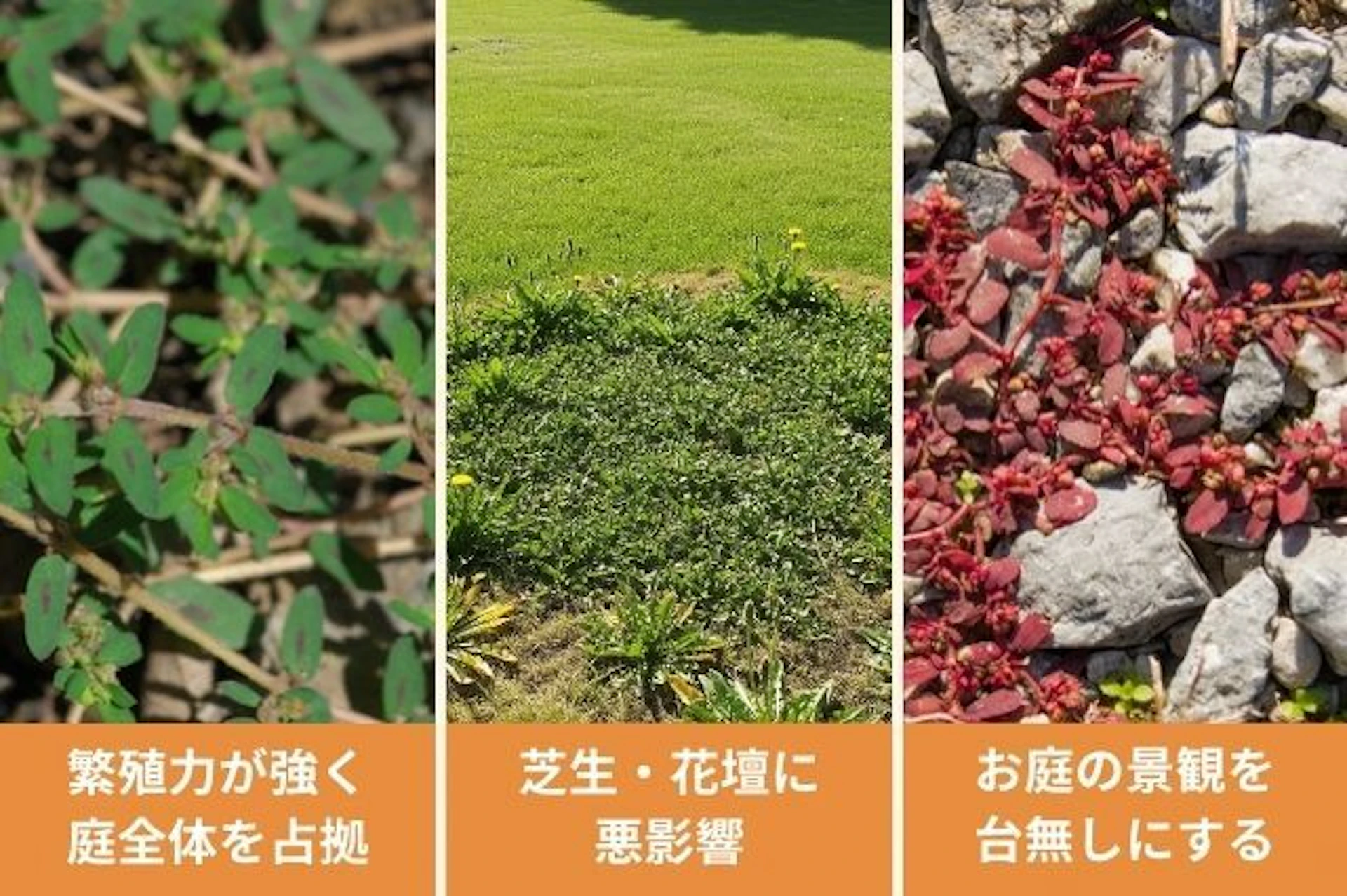 コニシキソウとは?放置するリスクについて