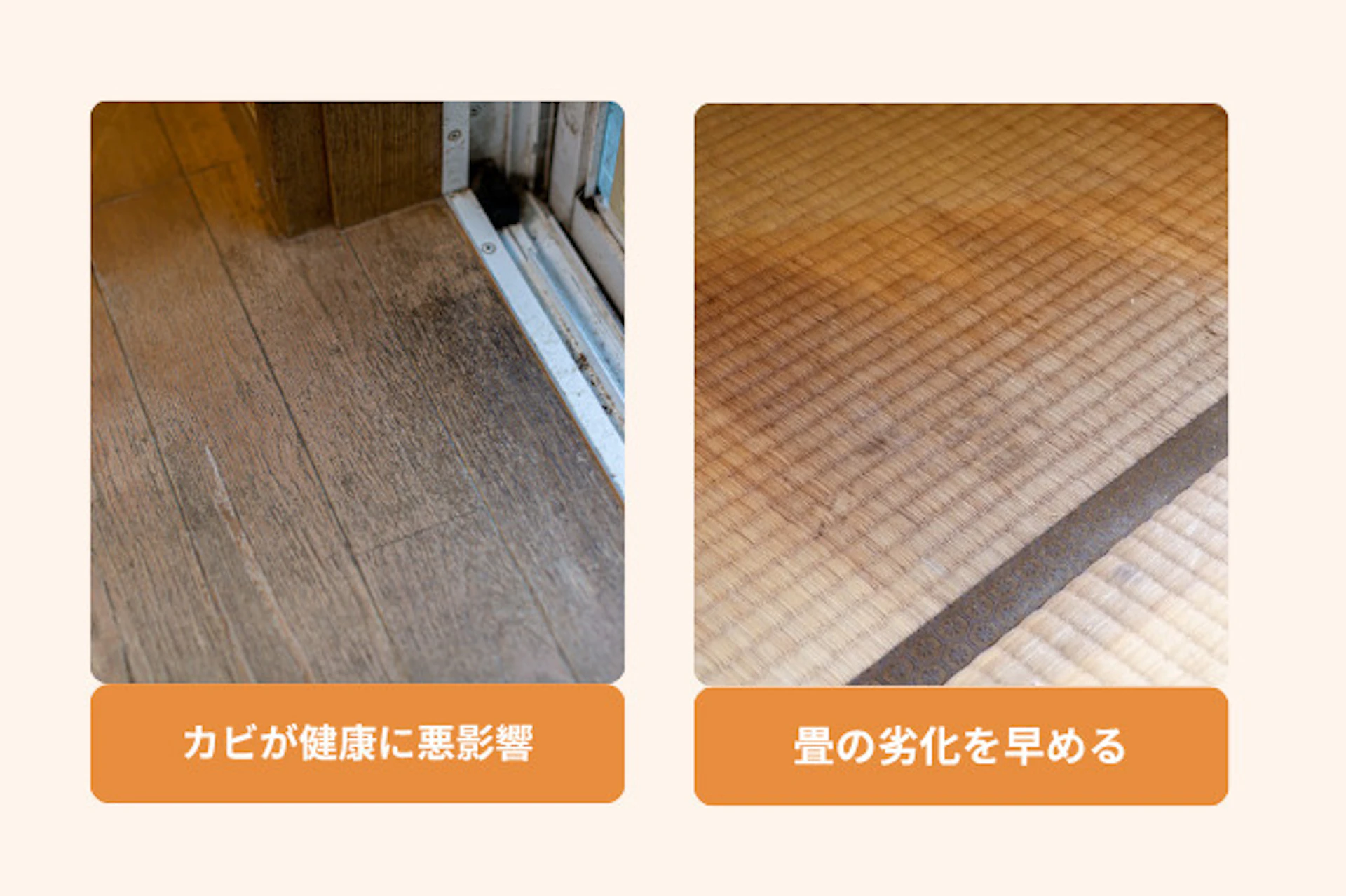 カビが発生した場合のリスクと注意点