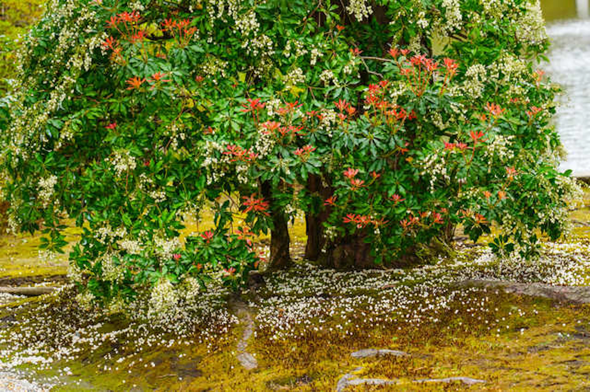 庭木や庭石も可能な範囲で除去する