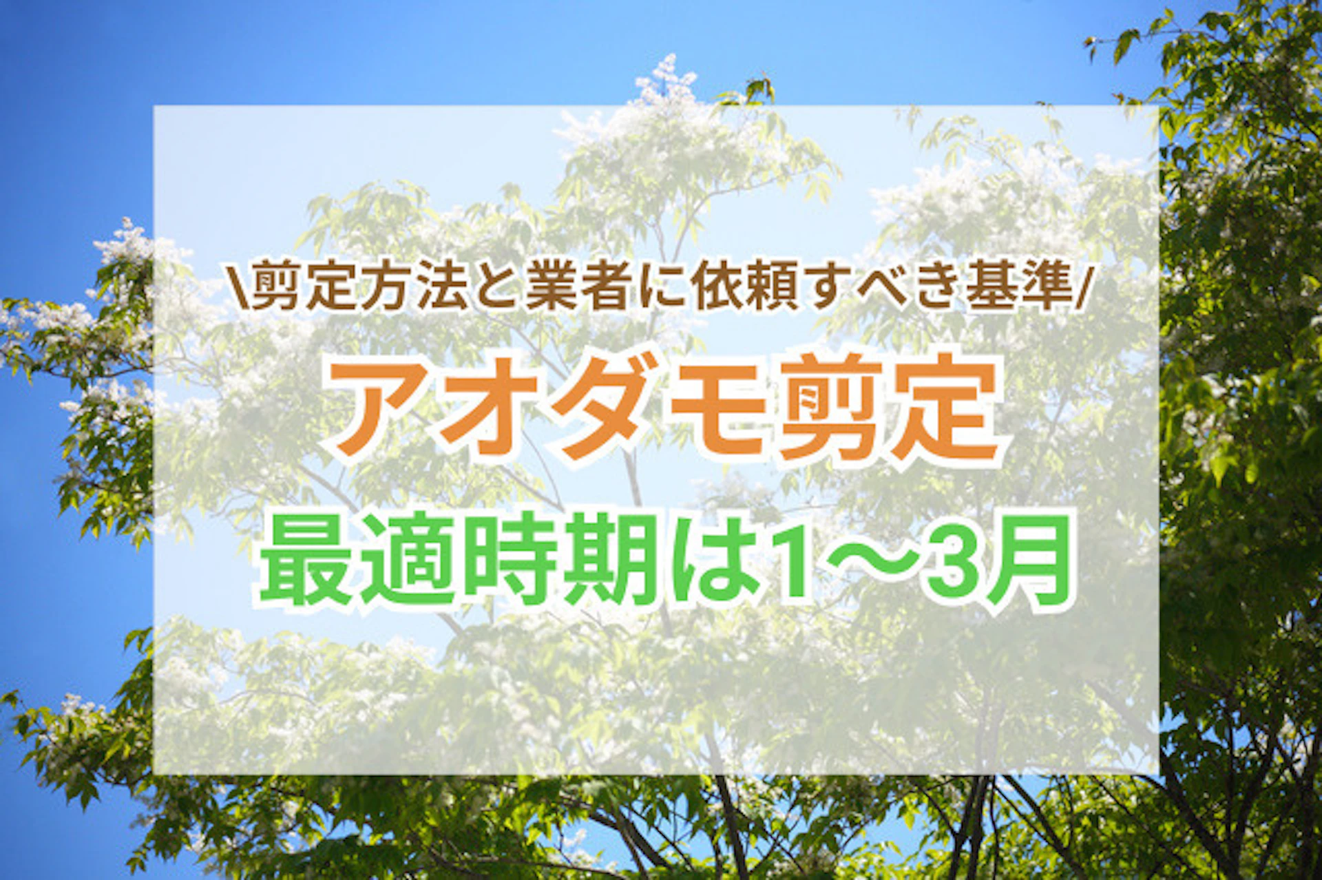 サムネイル：アオダモ剪定の最適時期は1〜3月！剪定方法とプロに依頼する判断の基準