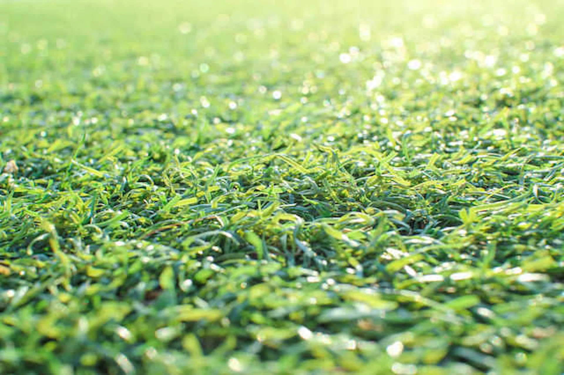 子供や犬が遊べる庭づくりのコツと注意点!ウッドデッキ・砂場などの実例やリフォーム費用も公開