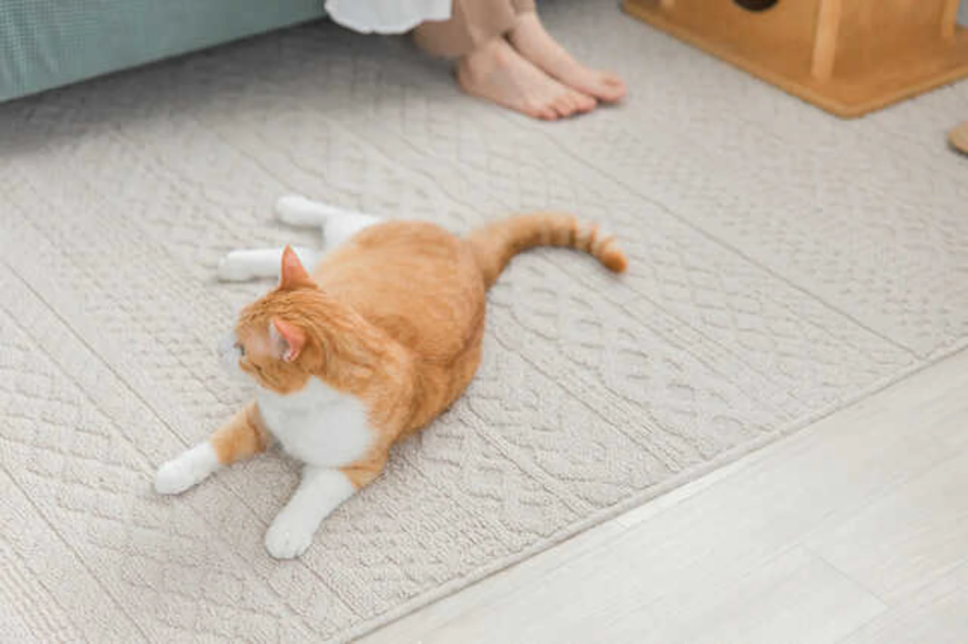 ペットと一緒に住むのにおすすめの床材は？