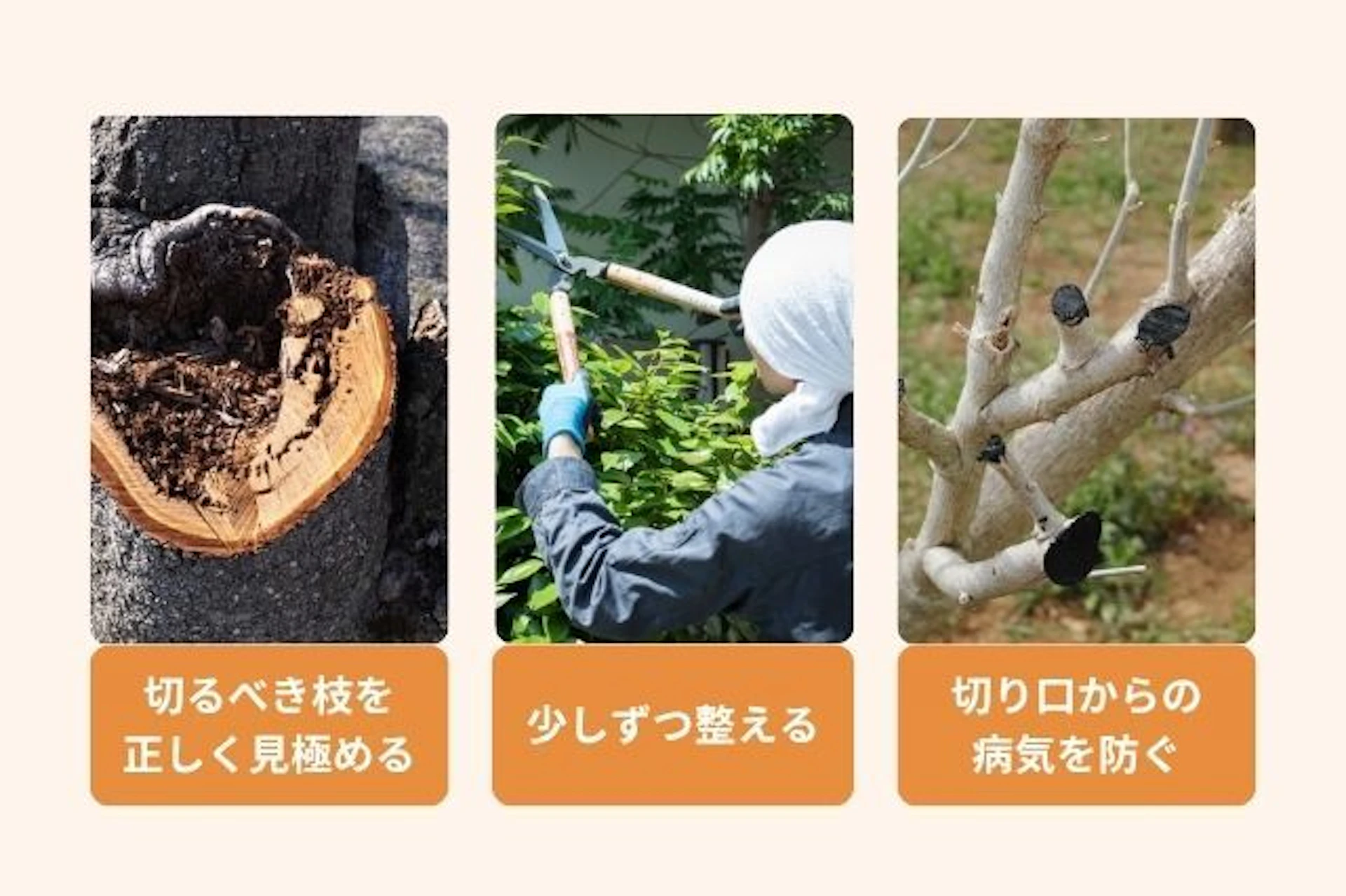 上手に剪定するためのコツ