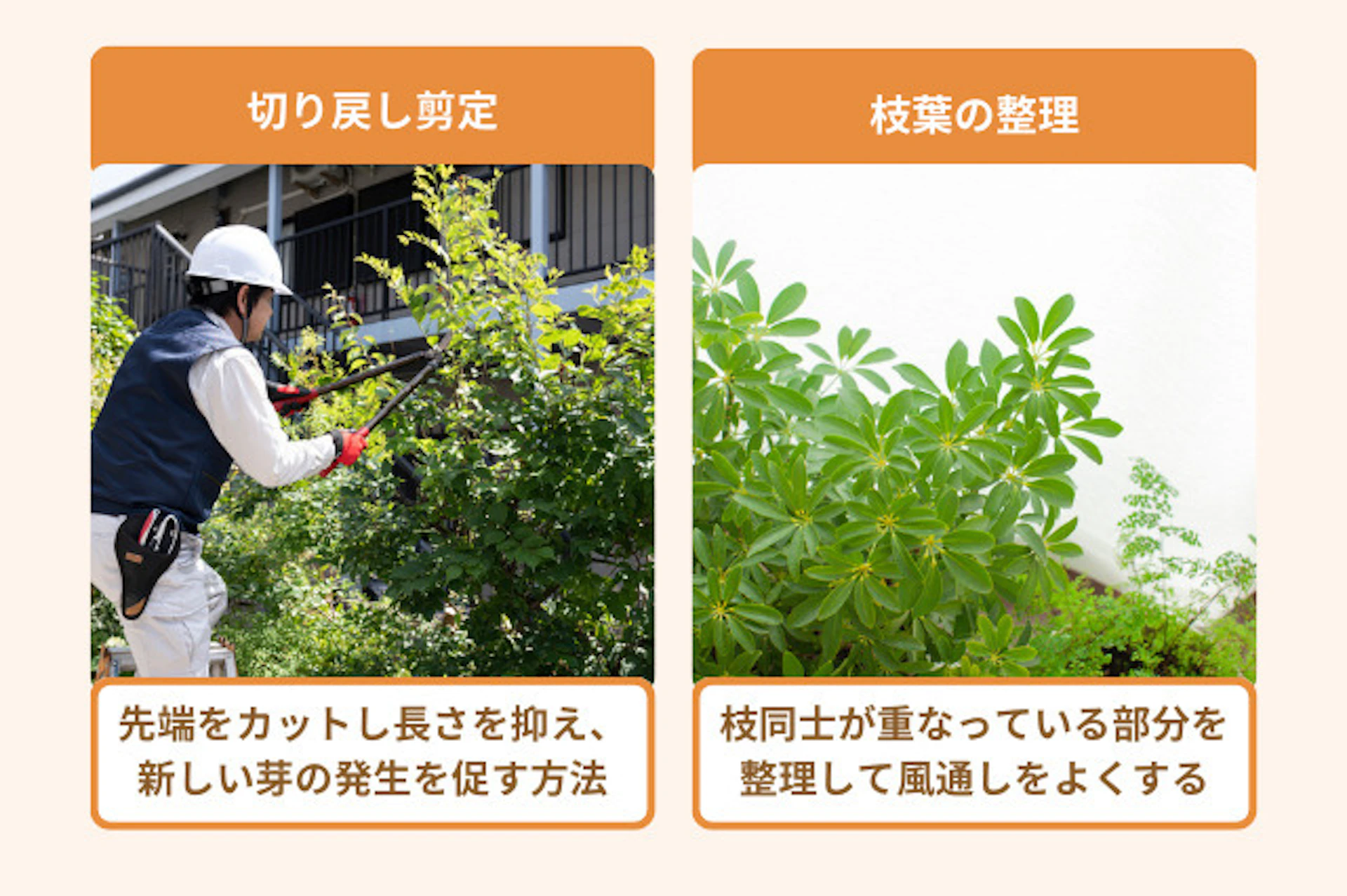 カポックの剪定を成功させるには、植物の成長特性を理解したうえで、適切な方法を選ぶことが重要です。 基本的には「伸びすぎた枝の切り戻し」と「混み合った部分の整理」という2つのアプローチで進めます。
