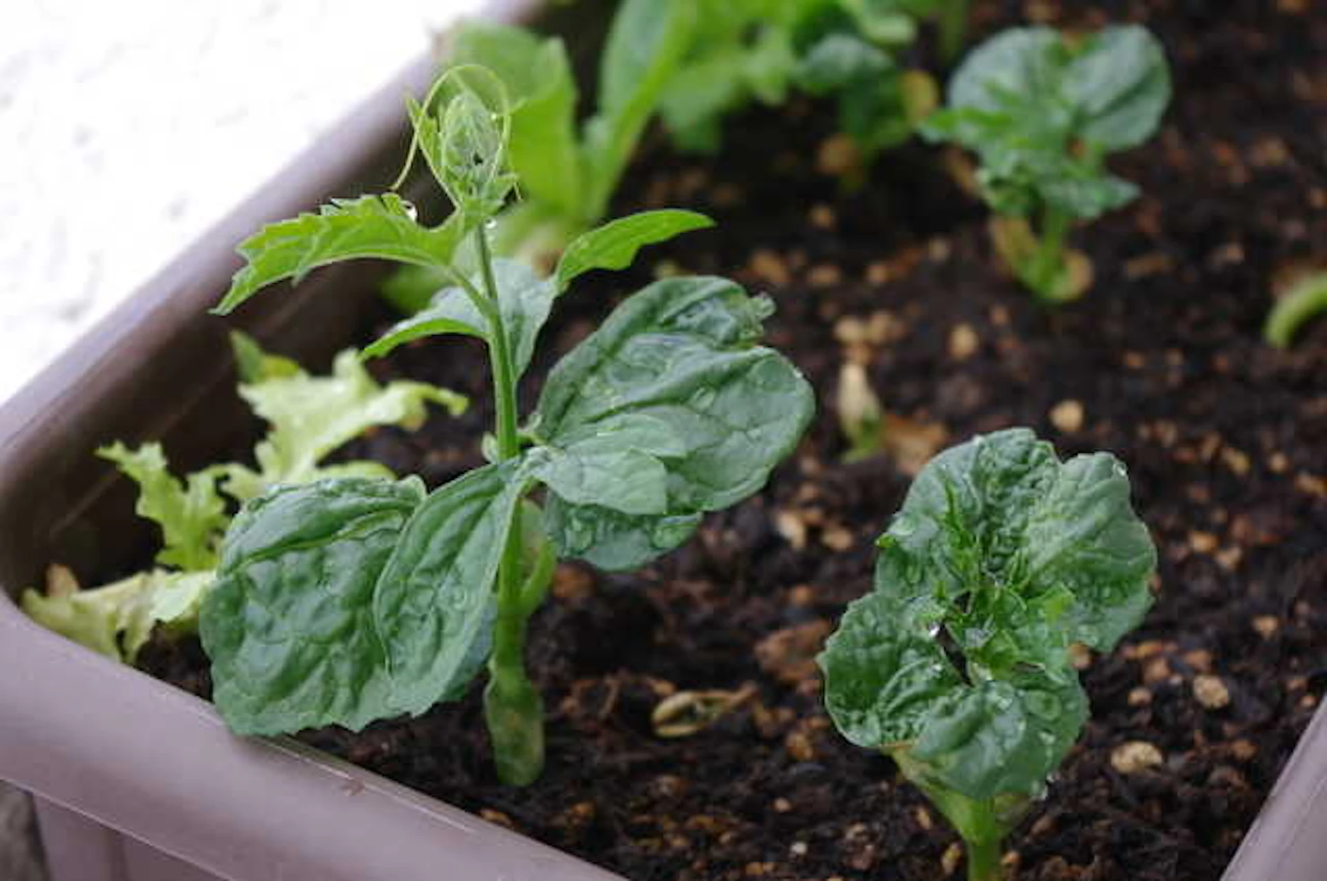 サムネイル:緑のカーテンの作り方