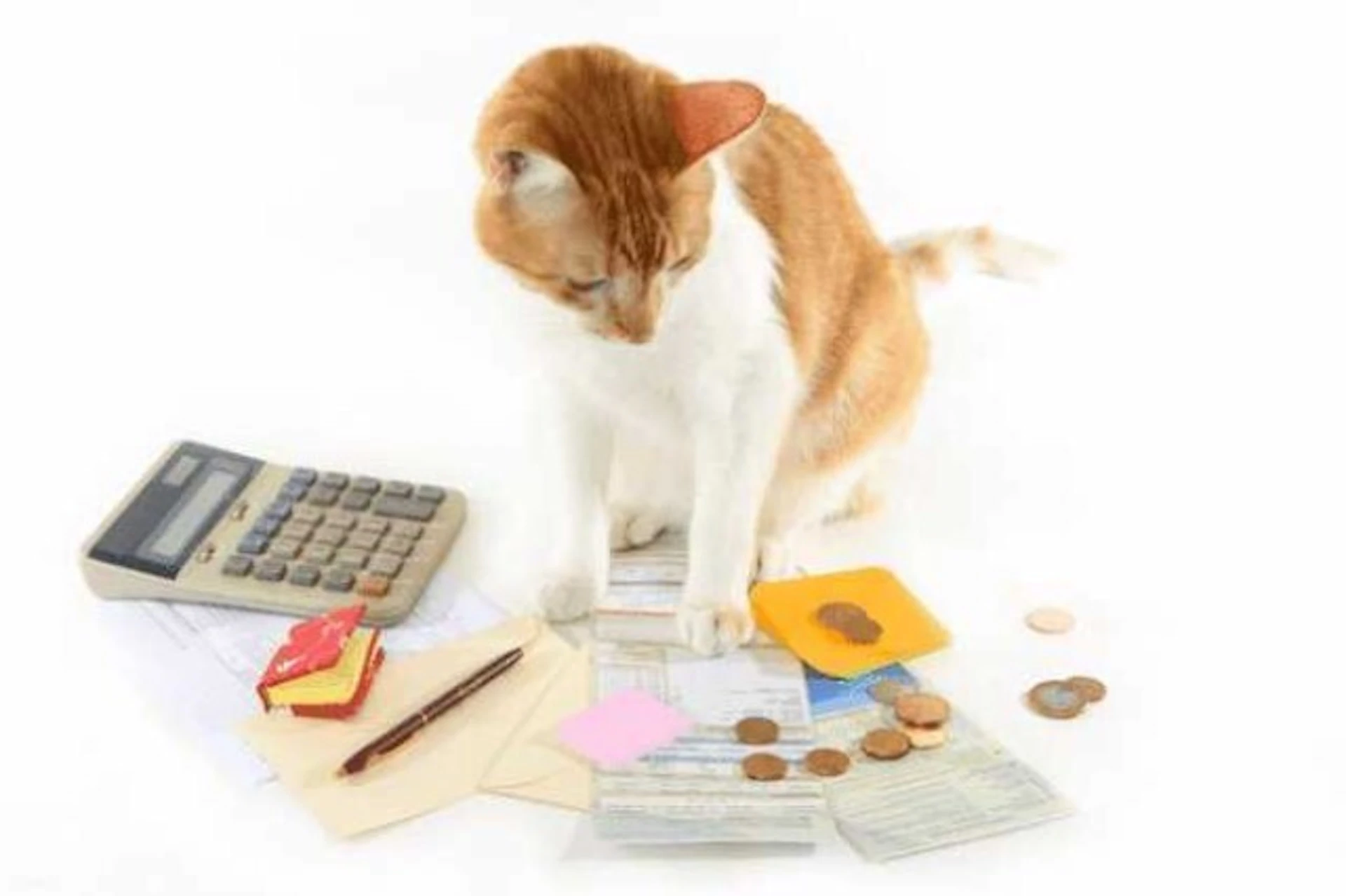 床に置かれた電卓と書類、コインを猫が見下ろしている