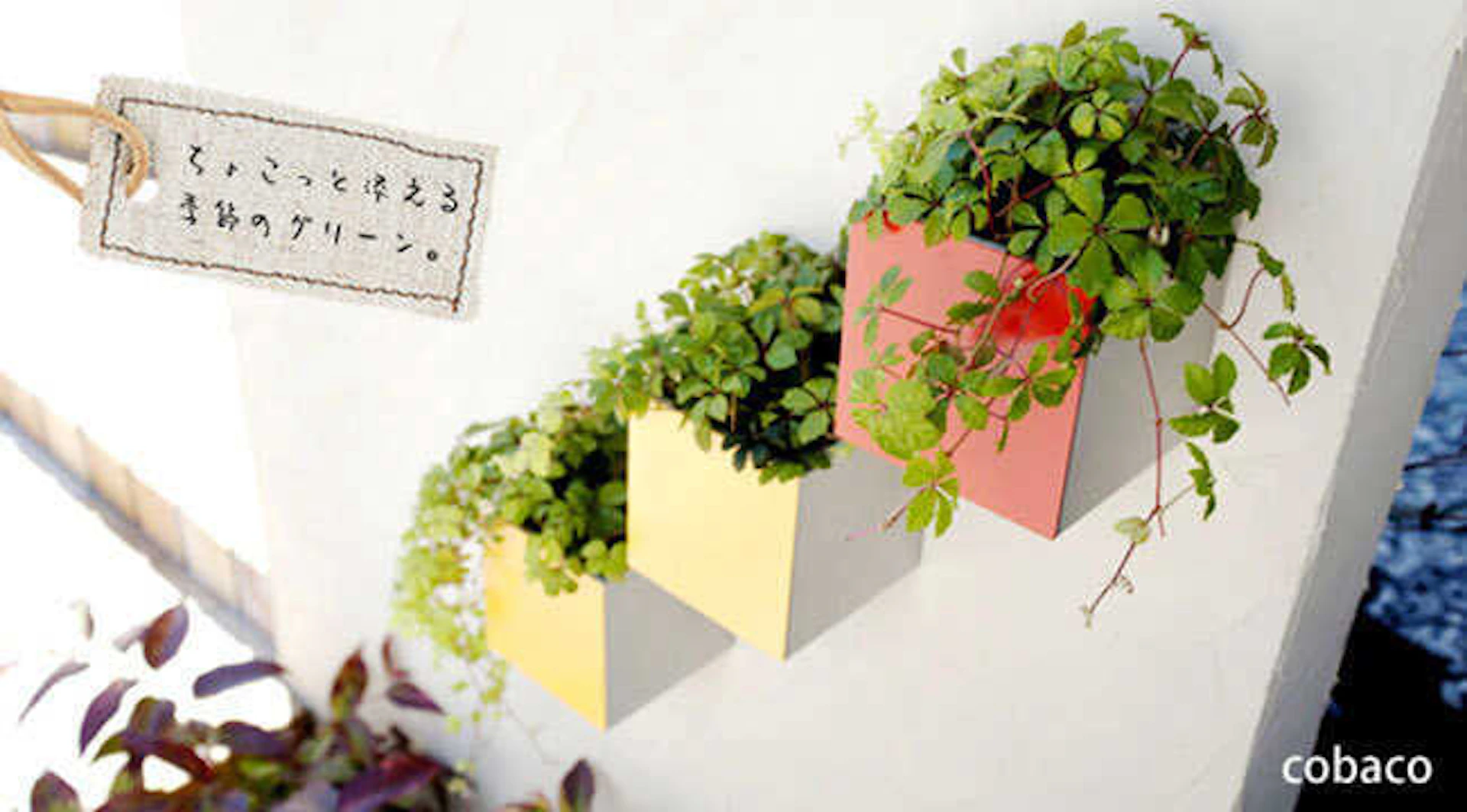 ウォールプランター