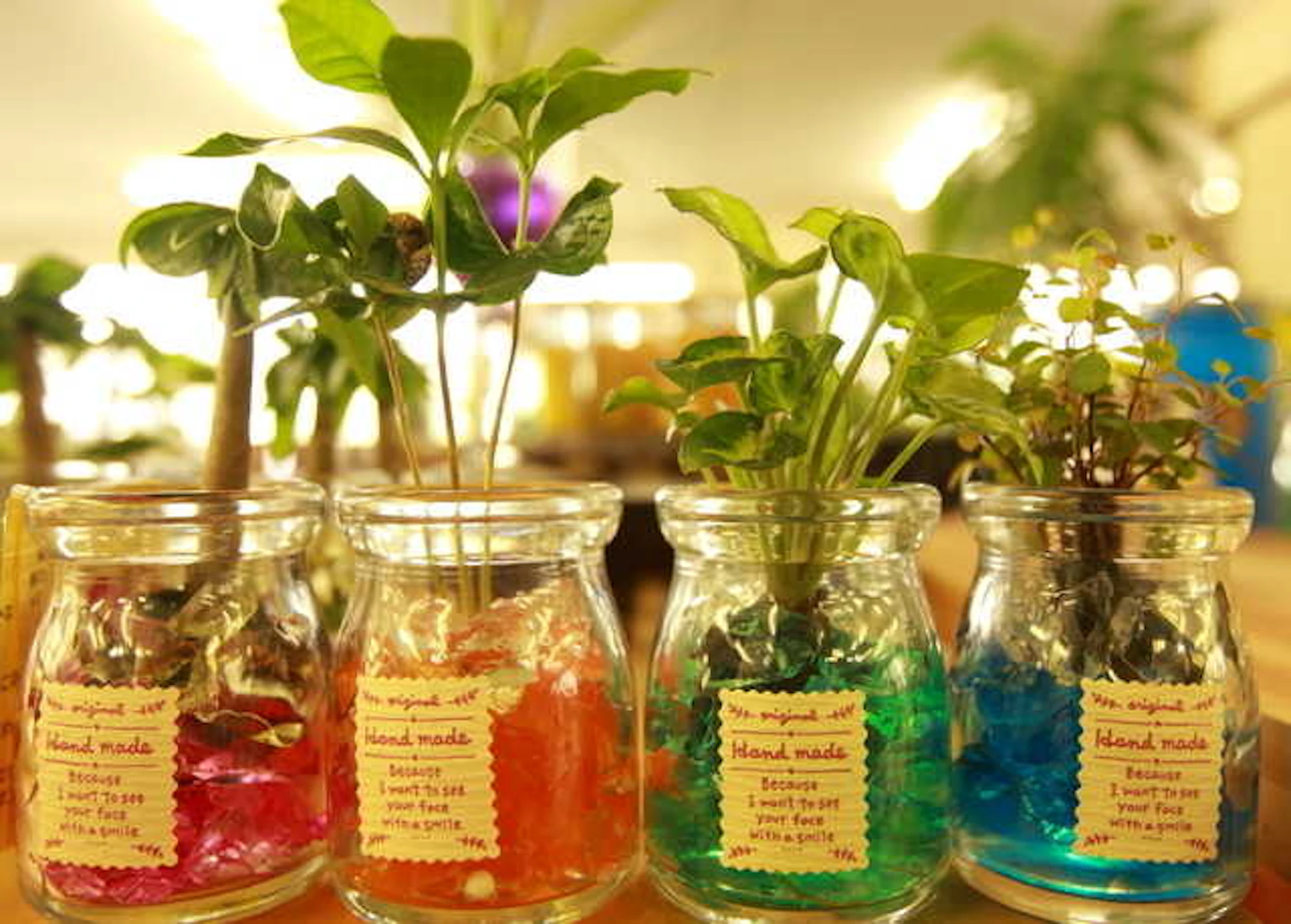 サムネイル:アレンジいろいろ!観葉植物のディスプレイアイデア集♪