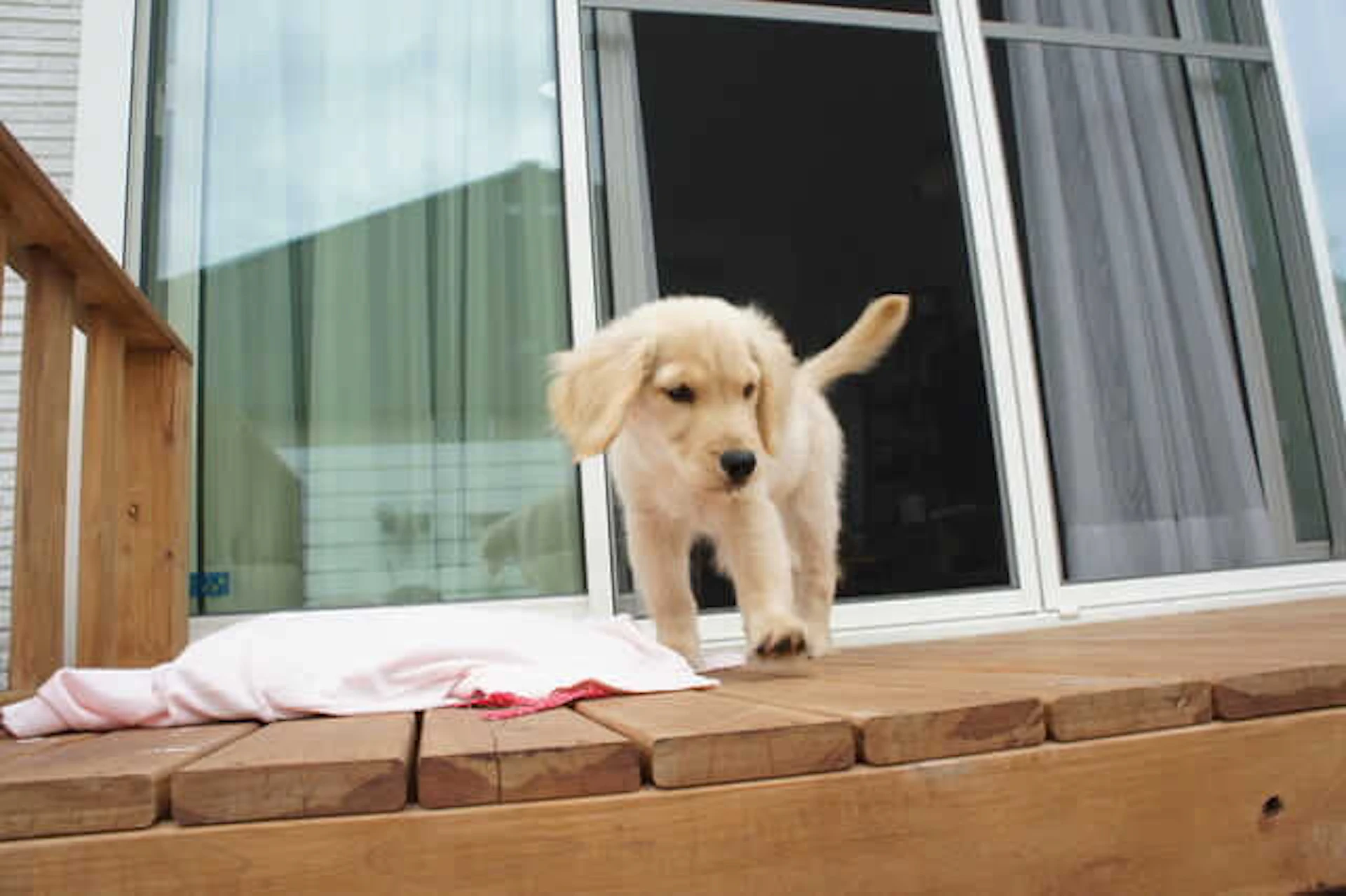 キャットウォークやドッグランなどで、運動不足・ストレス解消