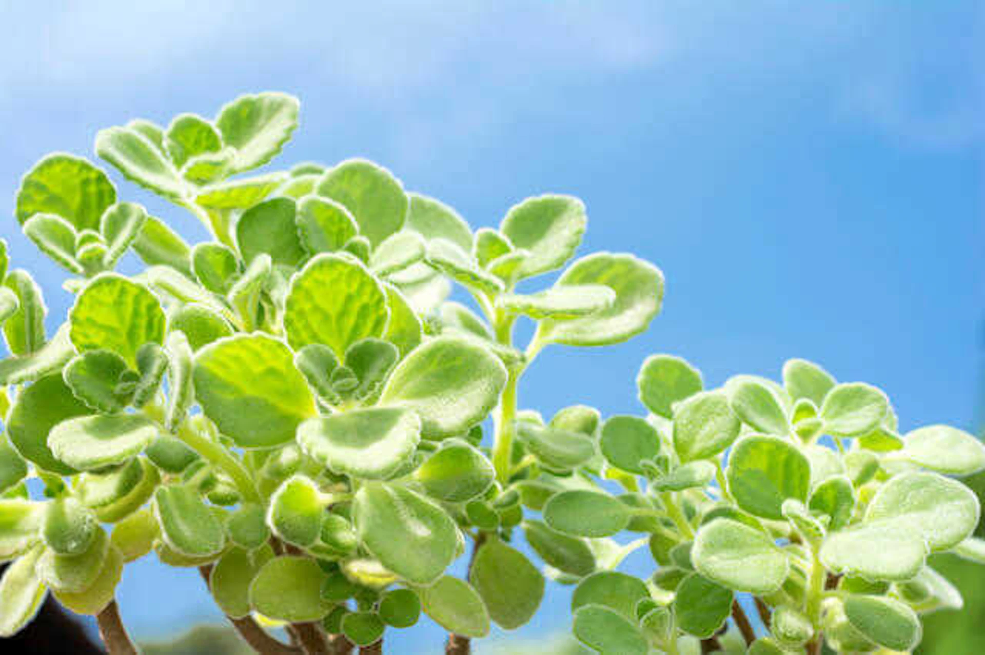 おすすめハーブ7. アロマティカス