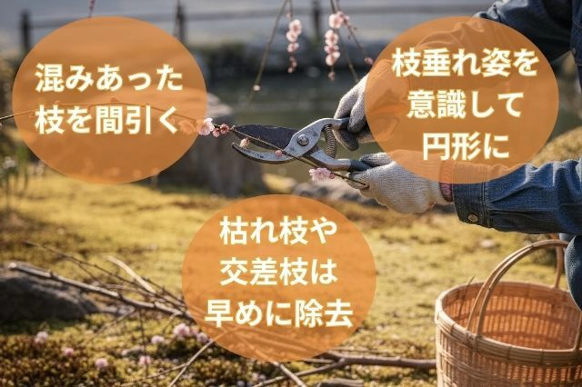 剪定の基本的な考え方のポイント