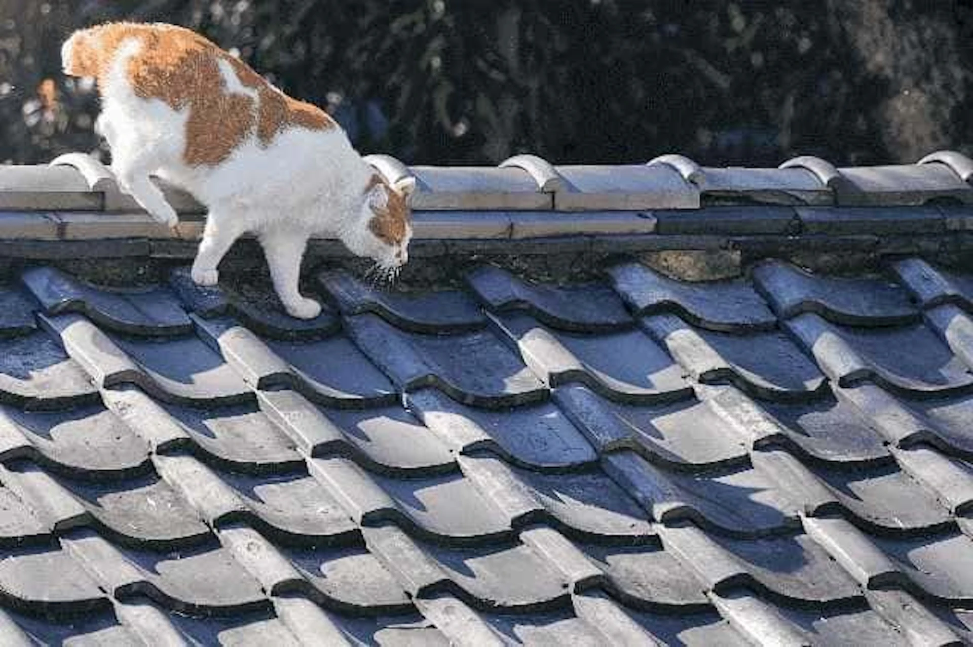 瓦屋根の上を歩く猫