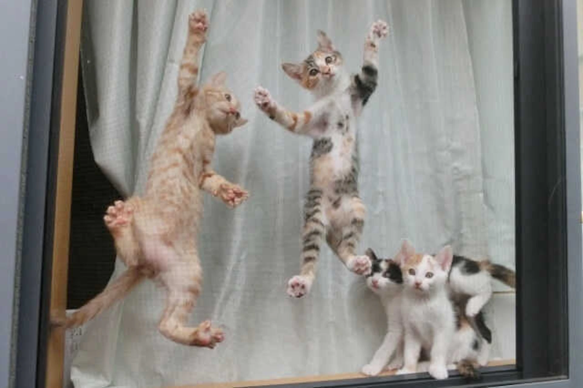 網戸のネットには、ステンレス製を採用