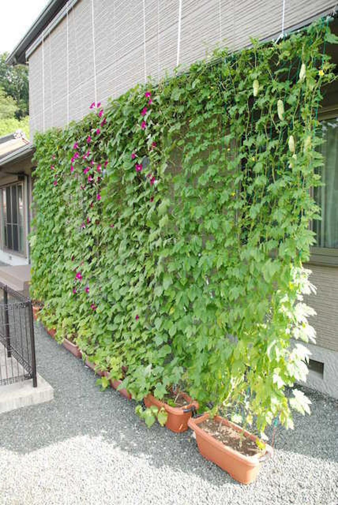 サムネイル:緑のカーテンのある風景