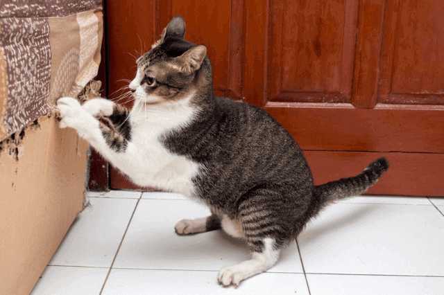 猫と暮らす家】キャットウォークをつくる際の注意点や実例を紹介