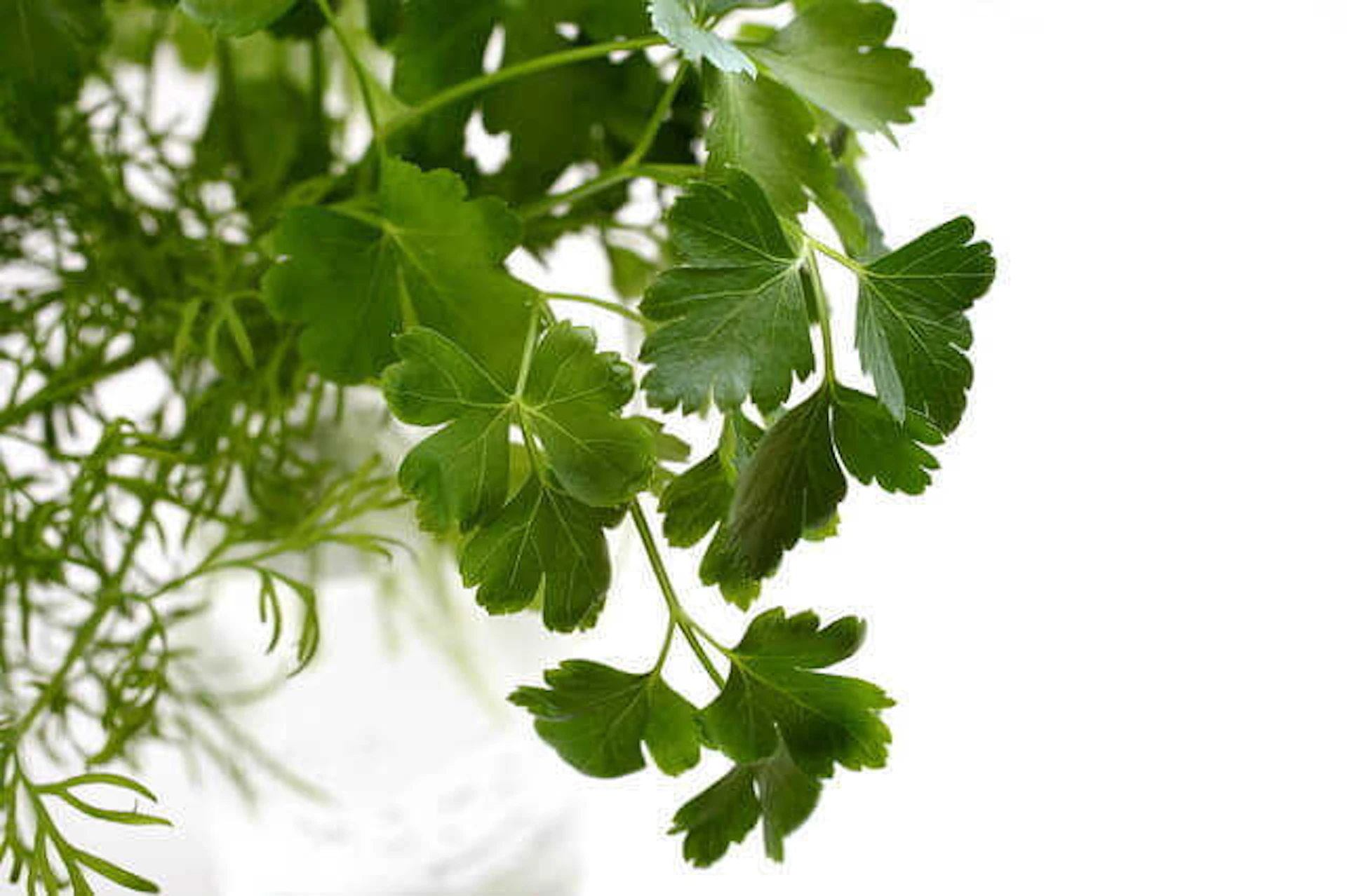 おすすめハーブ4. イタリアンパセリ