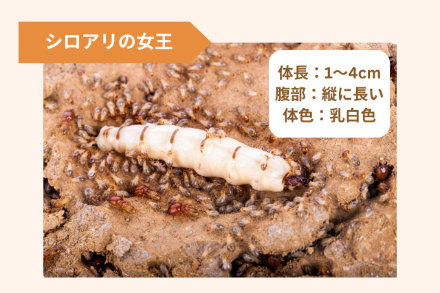 シロアリ女王の存在とは？驚異の繁殖力と駆除の重要性 | リフォーム