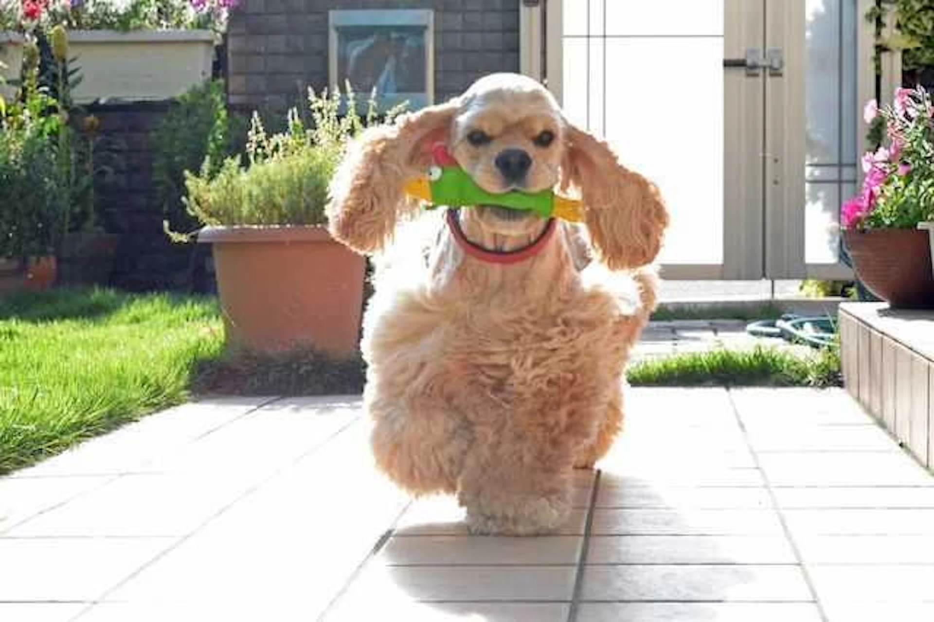 子供や犬が遊べる庭づくりのコツと注意点！ウッドデッキ・砂場などの実例やリフォーム費用も公開