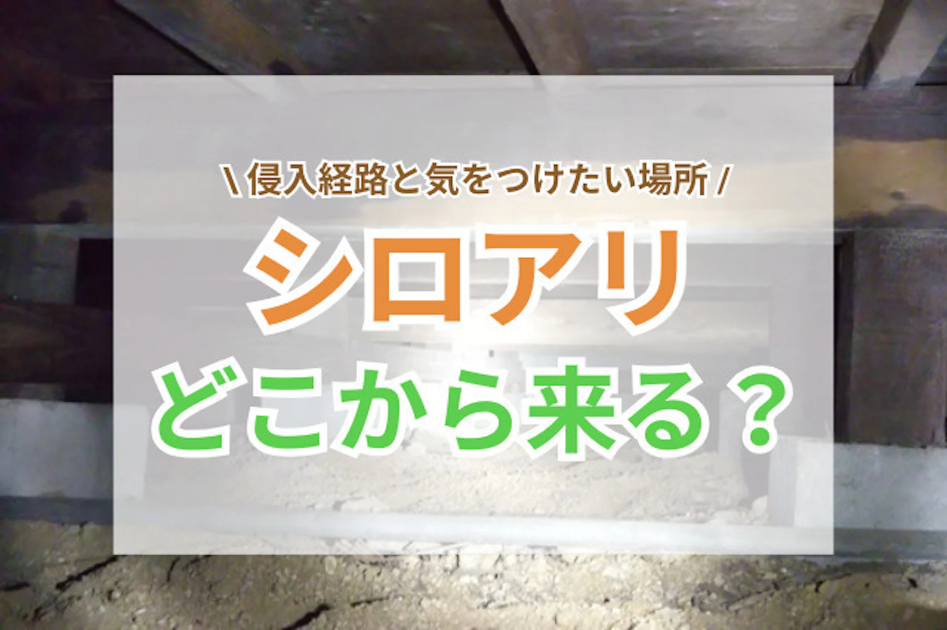 サムネイル:シロアリはどこから来る?侵入経路と気をつけたい場所