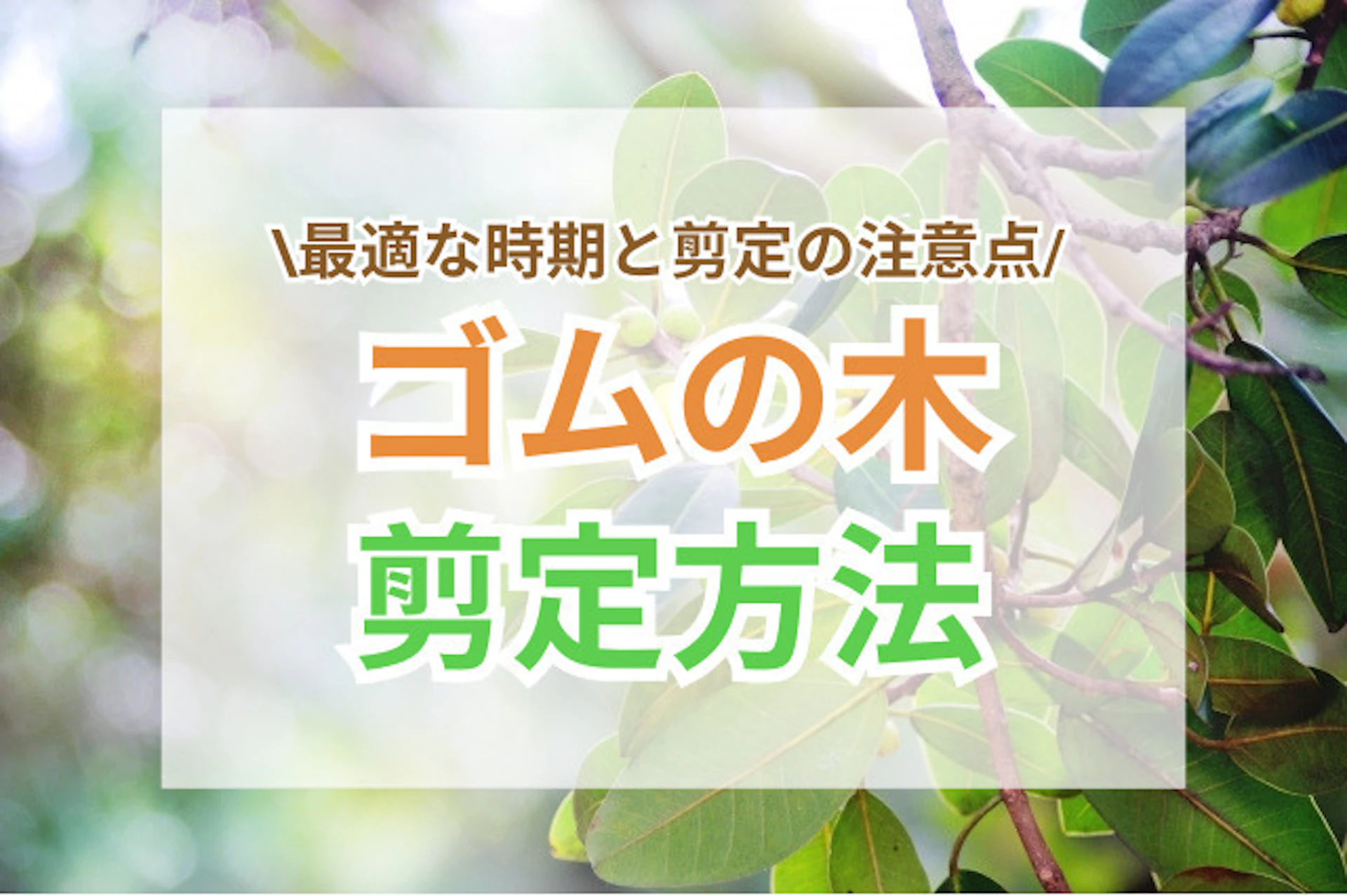 サムネイル：ゴムの木の剪定方法｜大きくなりすぎた枝を整えるコツ