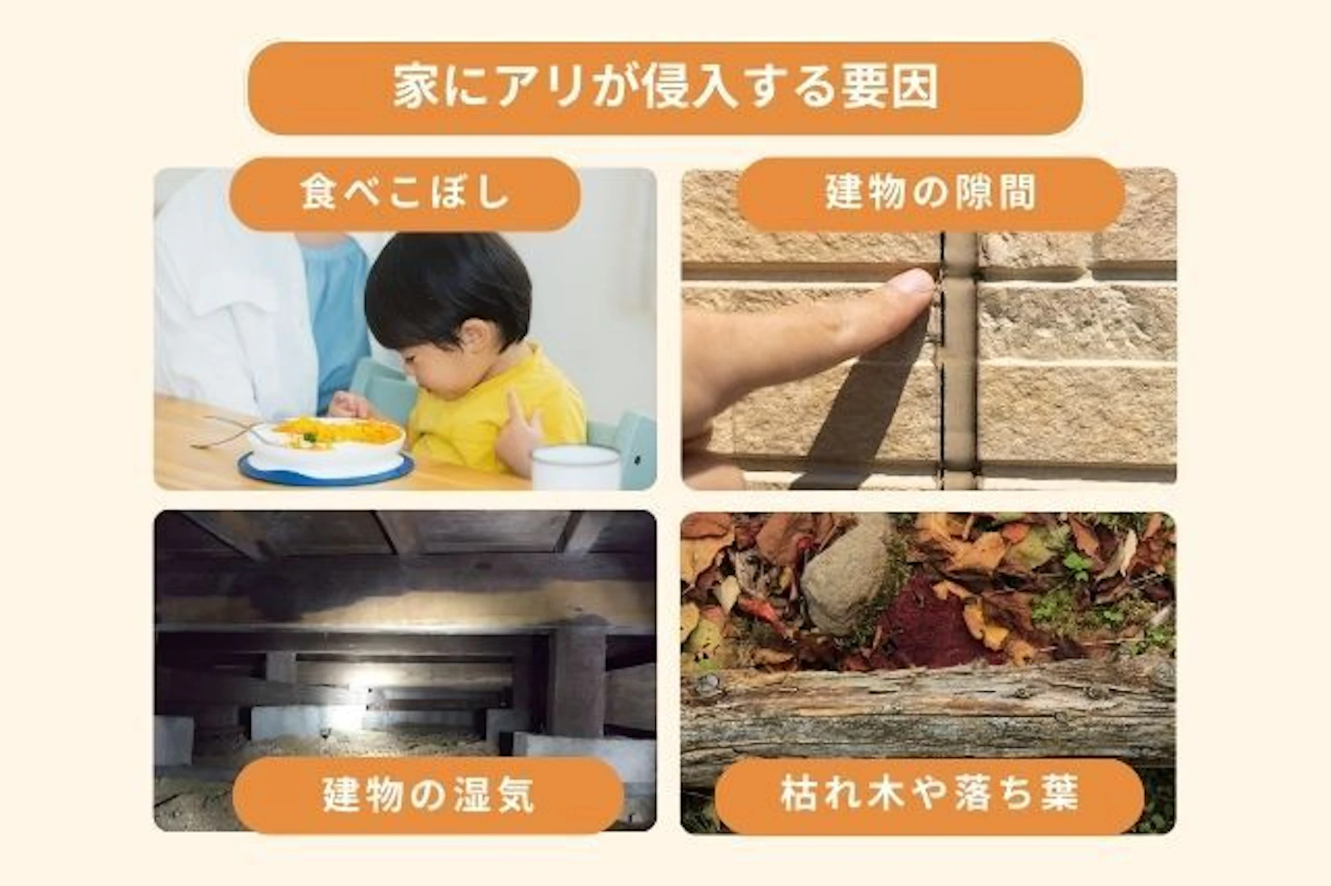家に蟻が大量発生する原因と侵入経路を徹底解説
