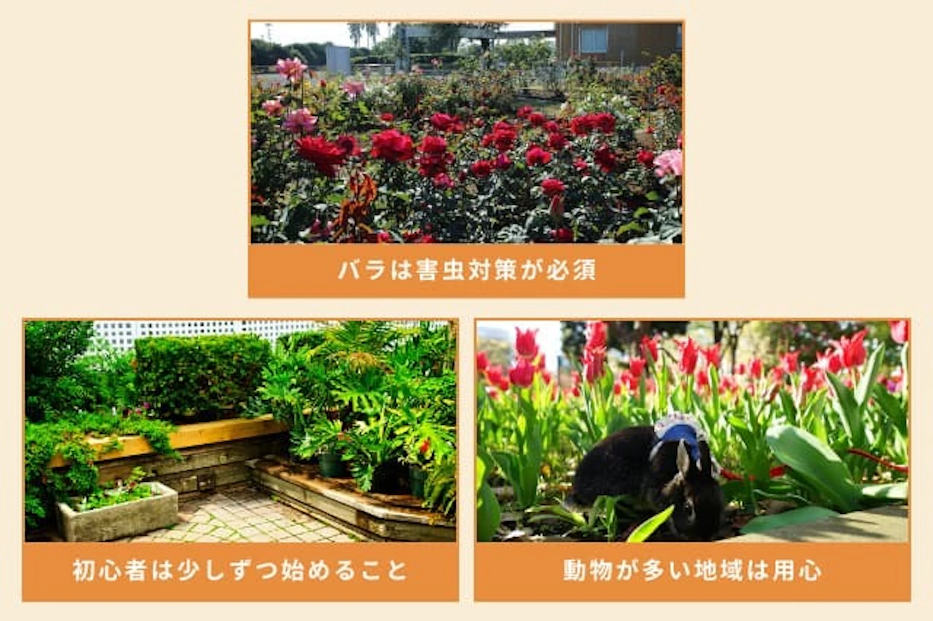 イングリッシュガーデンを作る際の注意点