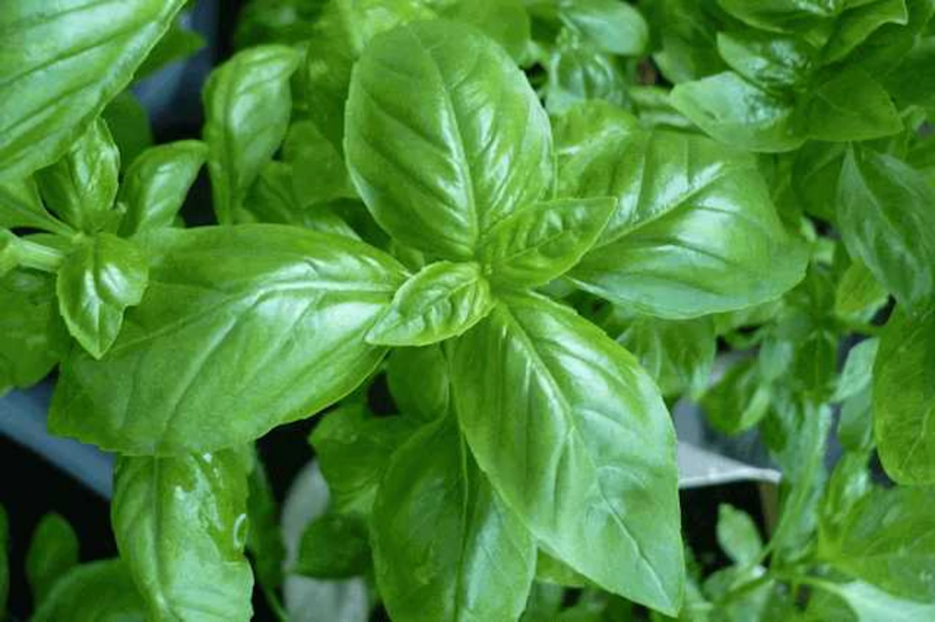 おすすめハーブ1. バジル