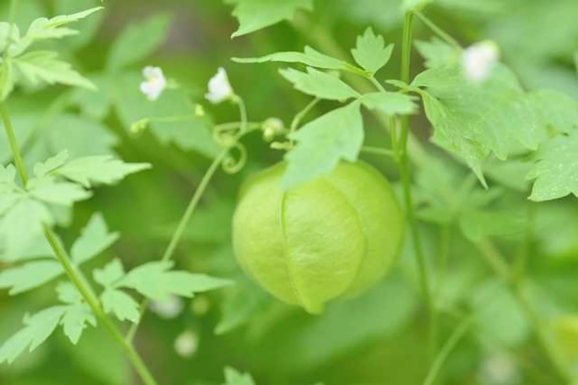 サムネイル:緑のカーテンに使用できる植物は?
