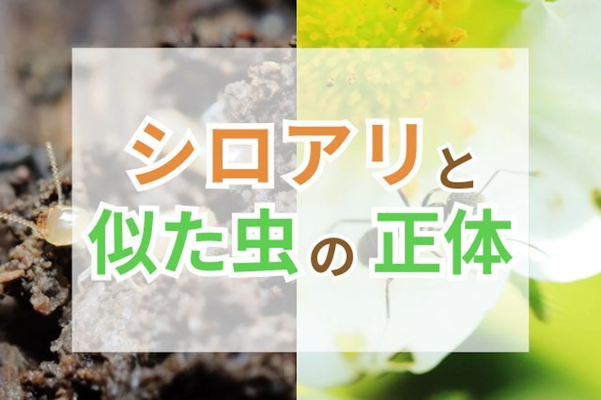 サムネイル：シロアリに似た虫の正体と見分け方｜シロアリ被害の早期発見のコツも解説
