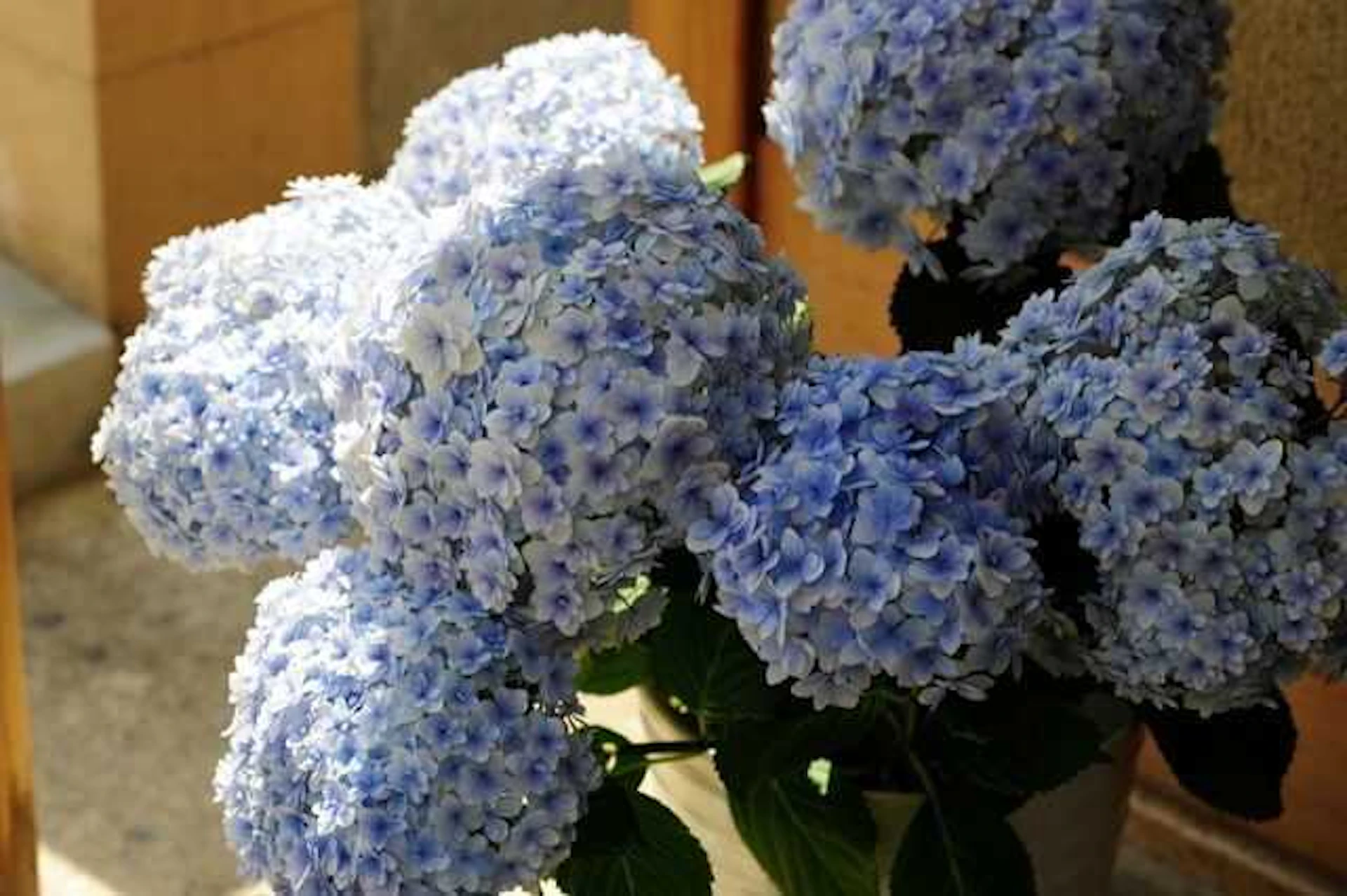 敷石や植物で日本庭園風