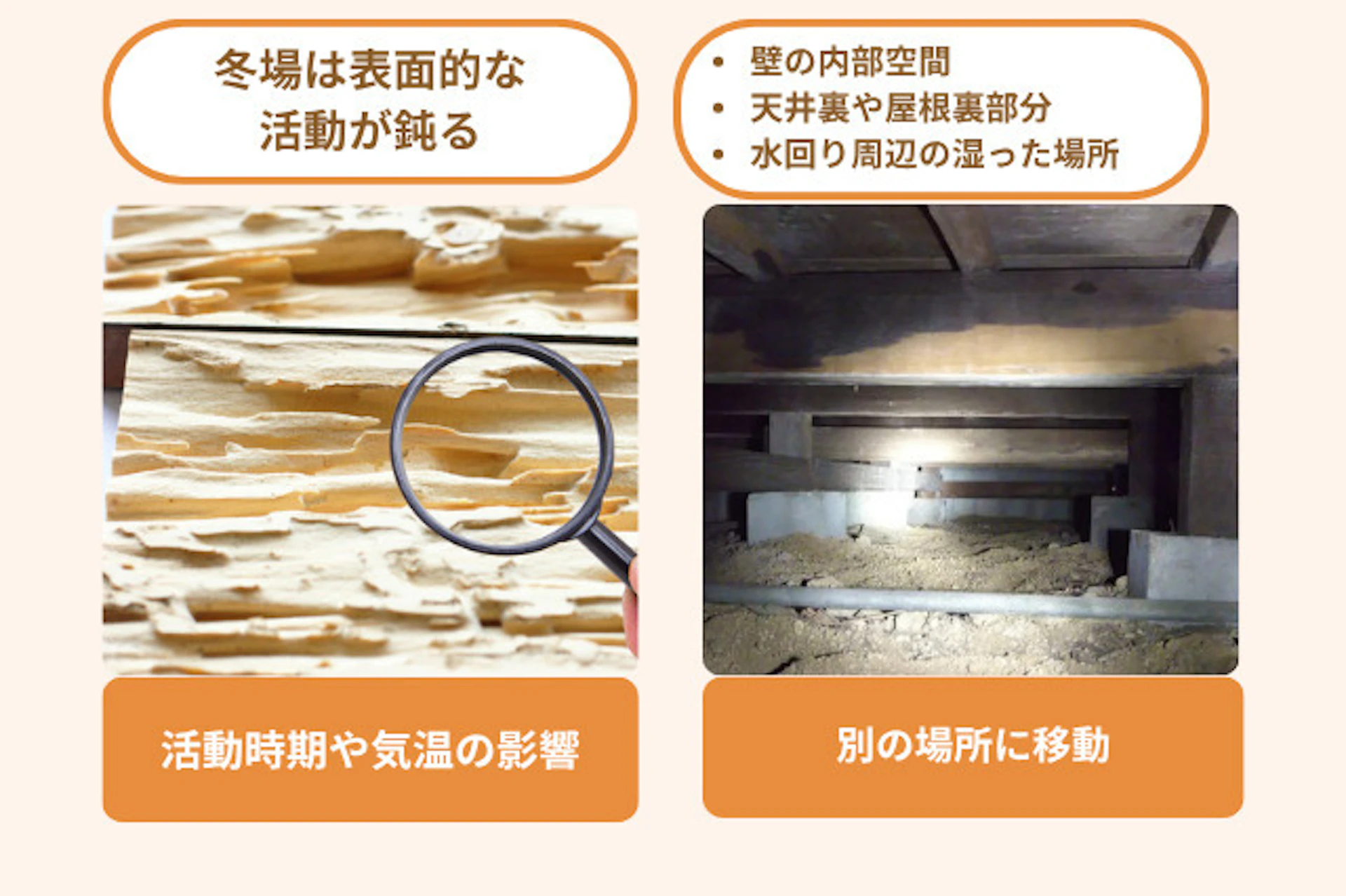 シロアリが急にいなくなったと感じる理由