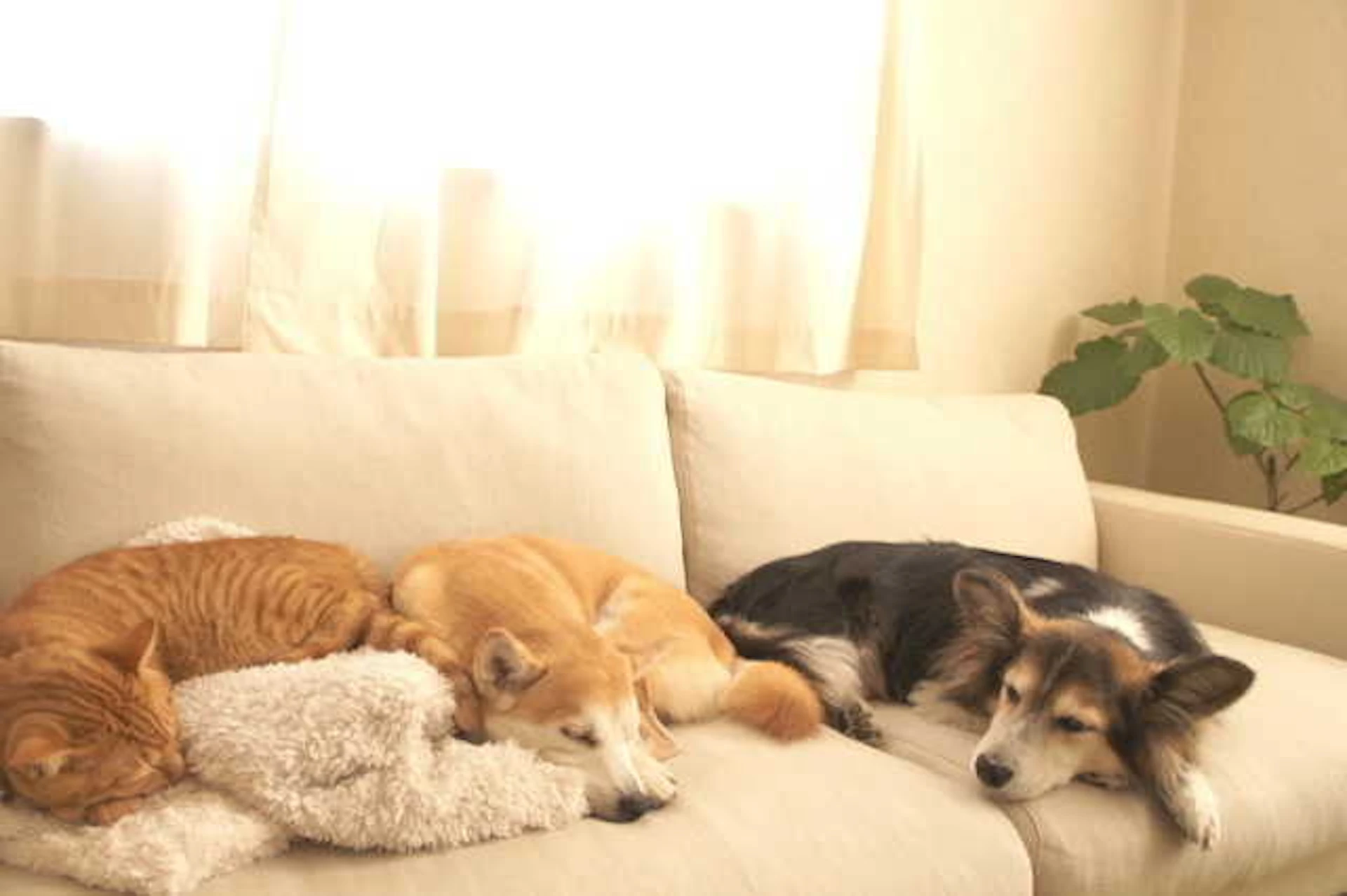 〈目的別〉ペットと暮らす家のおすすめリフォーム方法は?