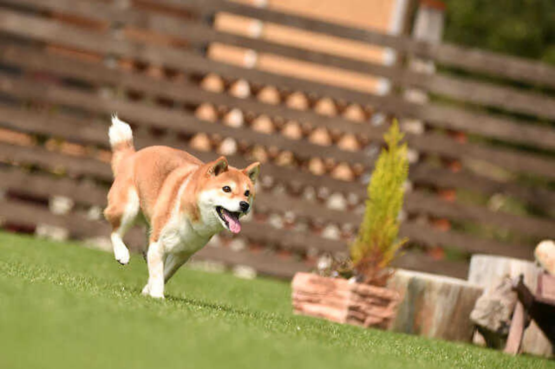 【遊び場/外構】のおすすめリフォーム