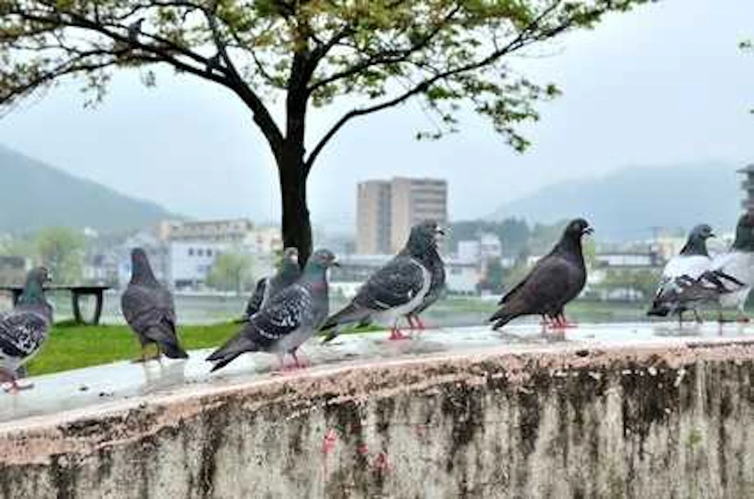 鳩の被害①:鳩のフンがアレルギーの原因に
