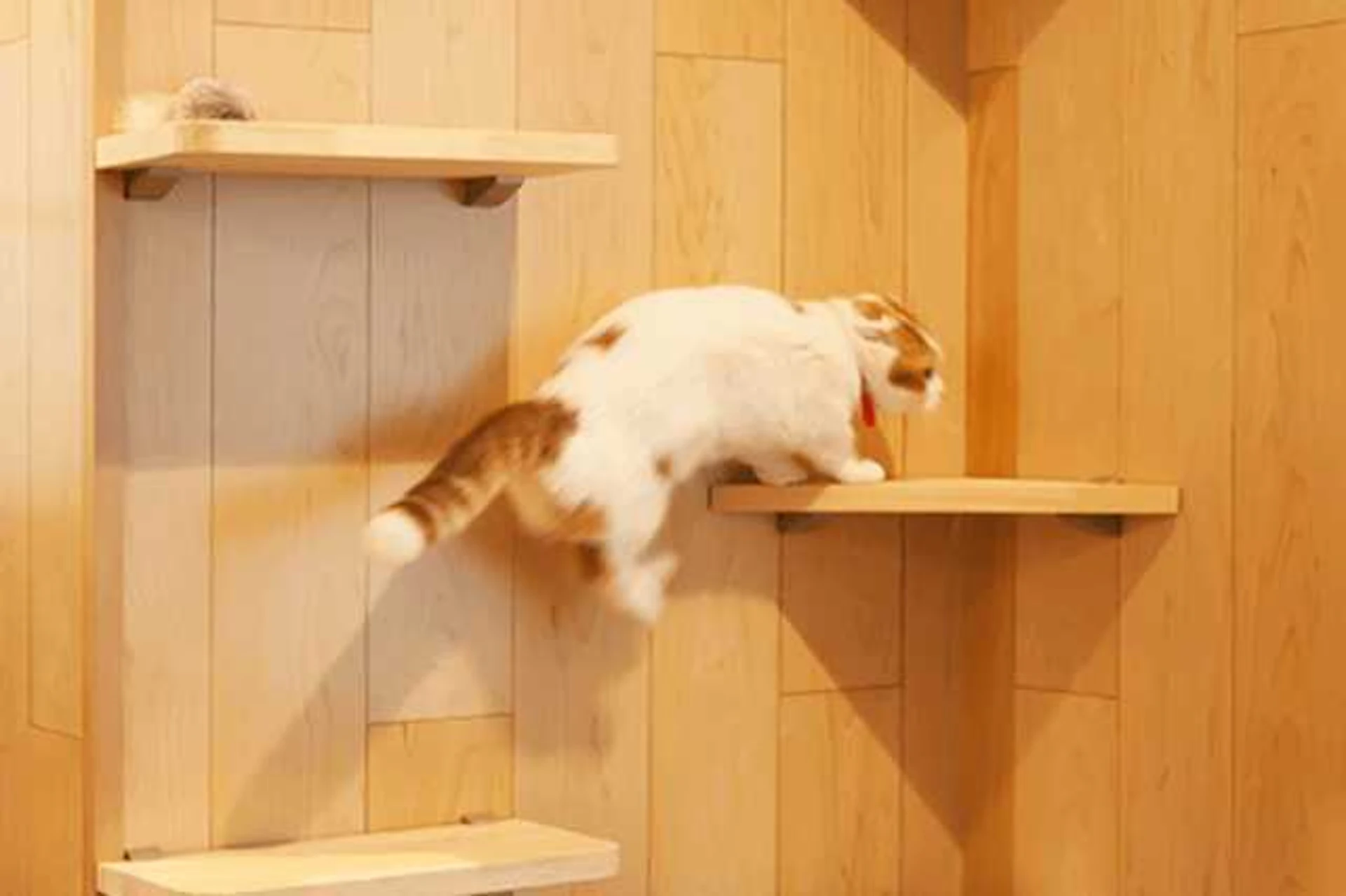 キャットウォークやドッグランなどで、運動不足・ストレス解消